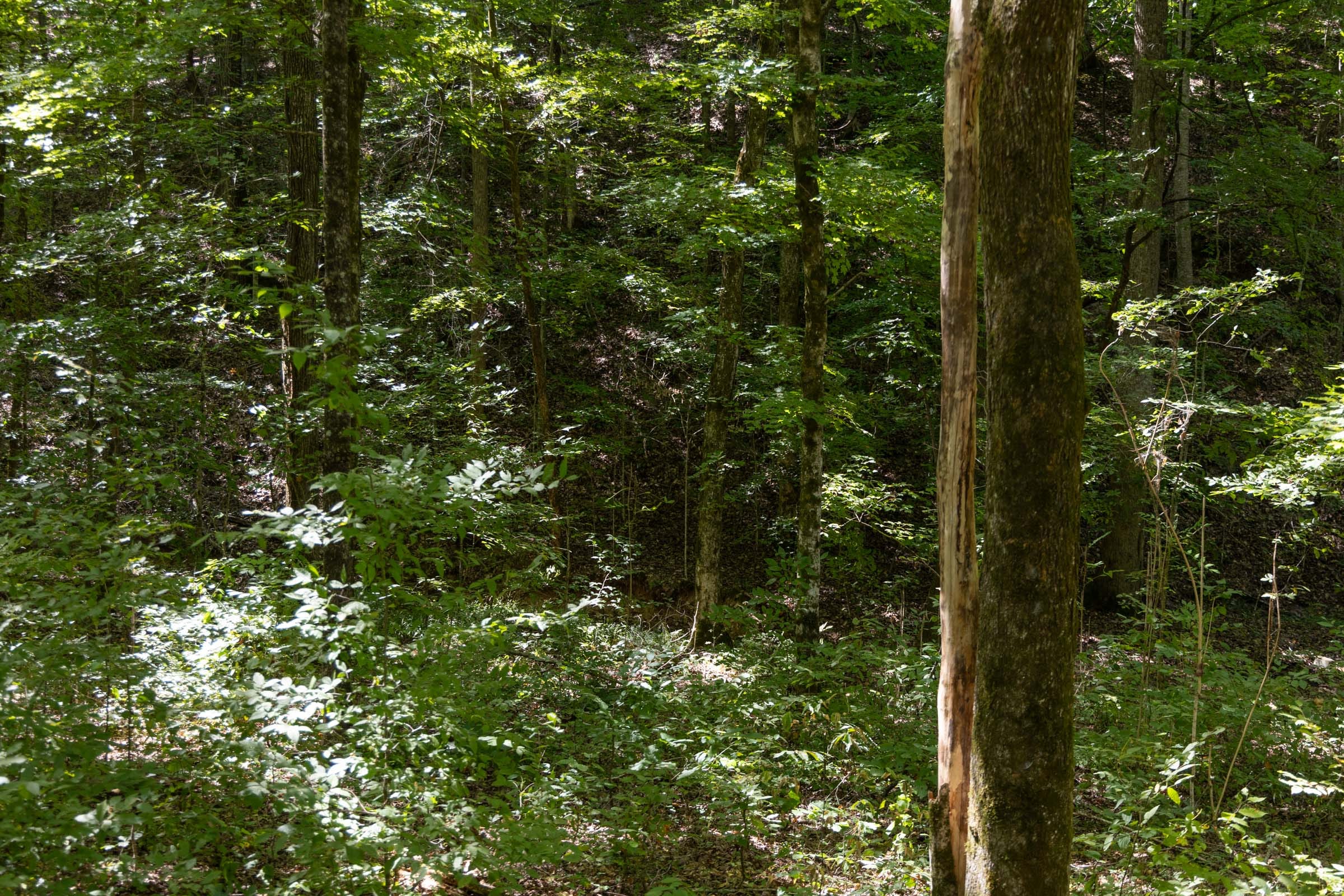 Big White Oak Tract 22 photo 10