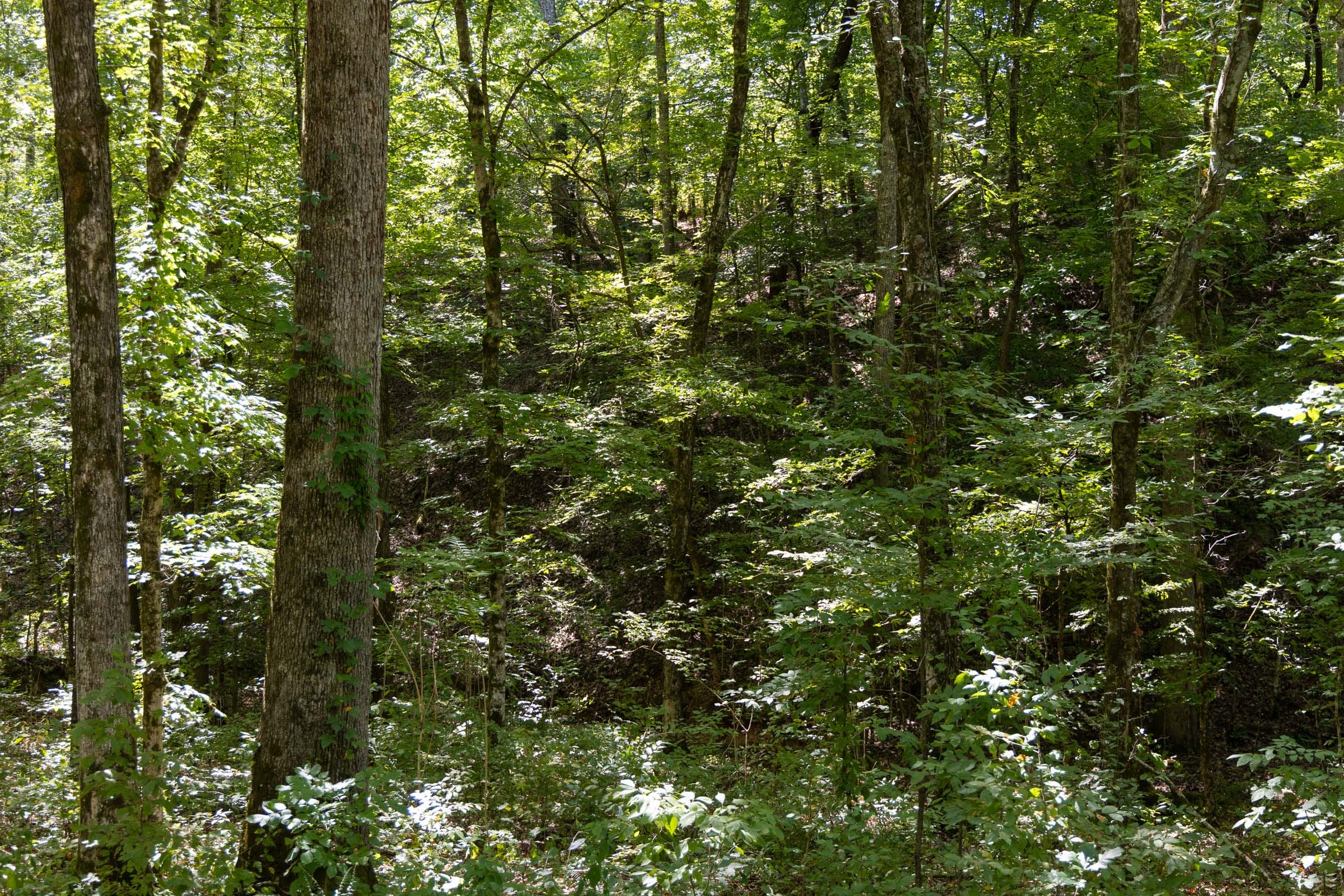 Big White Oak Tract 22 photo 8