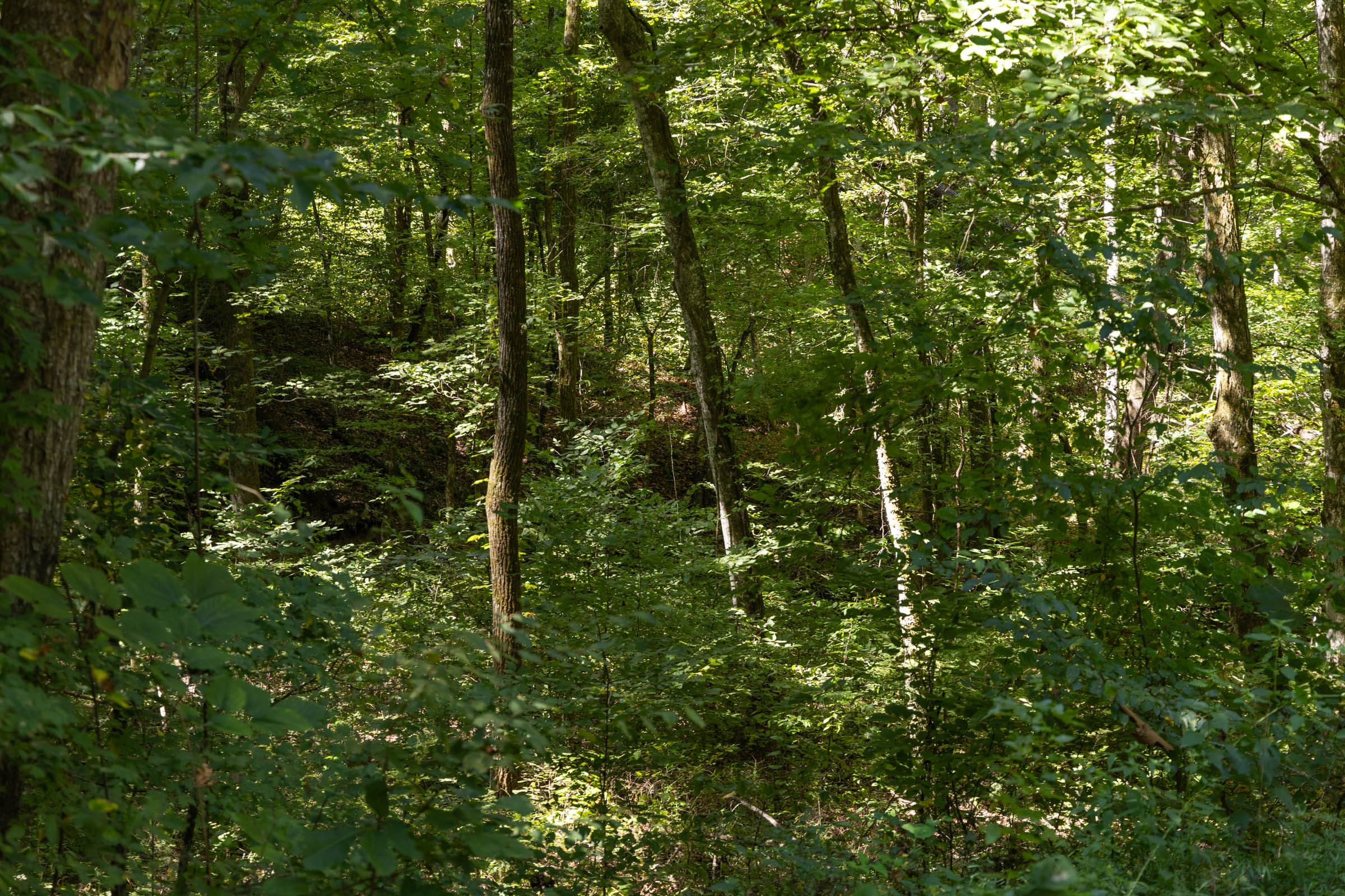 Big White Oak Tract 22 photo 6