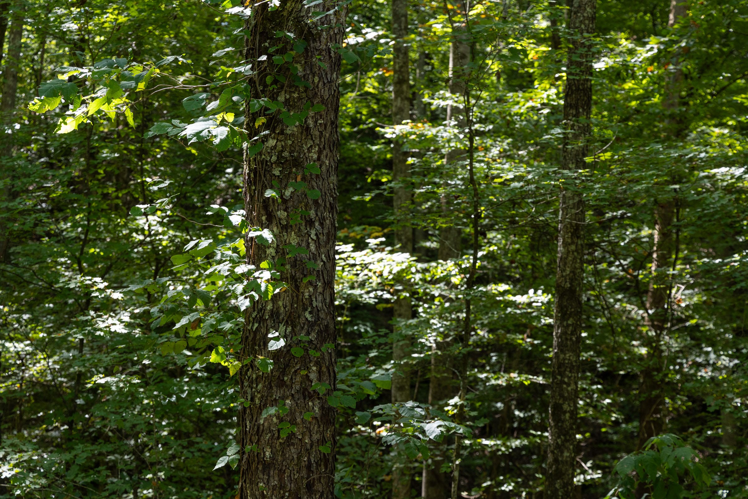 Big White Oak Tract 22 photo 3