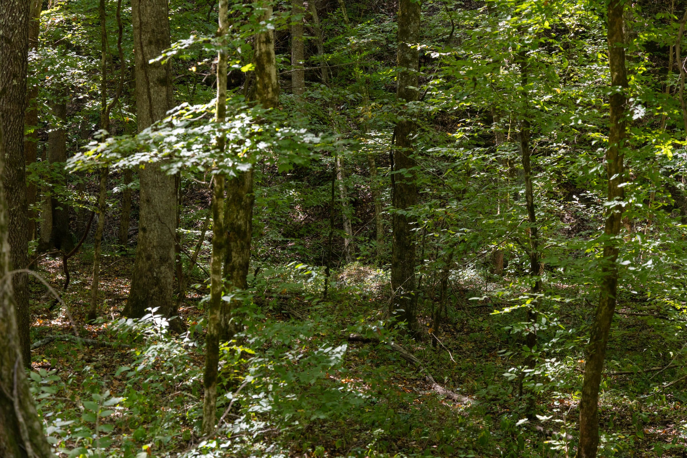 Big White Oak Tract 22 photo 1
