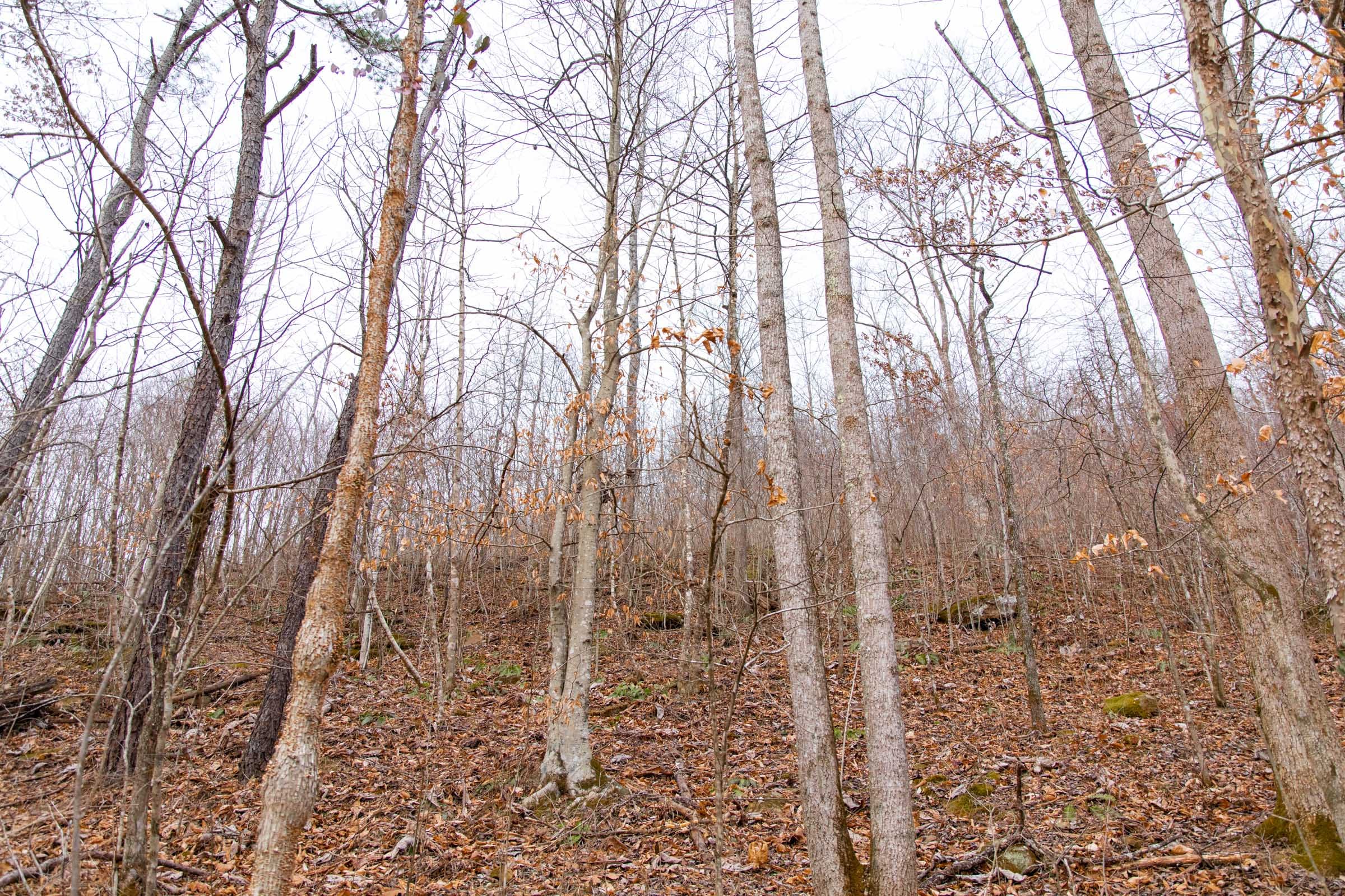 Blackstone Mountain Phase I Tract 40 photo 9