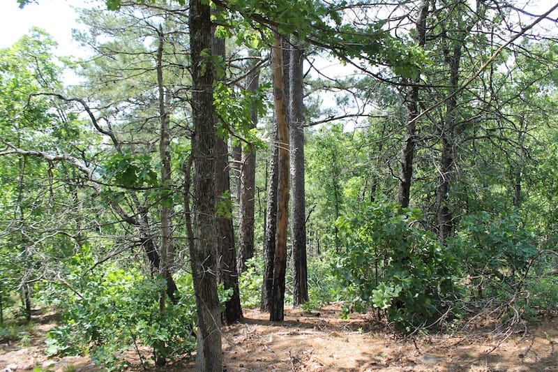 Indian Ridge – Phase II Tract 28 photo 10