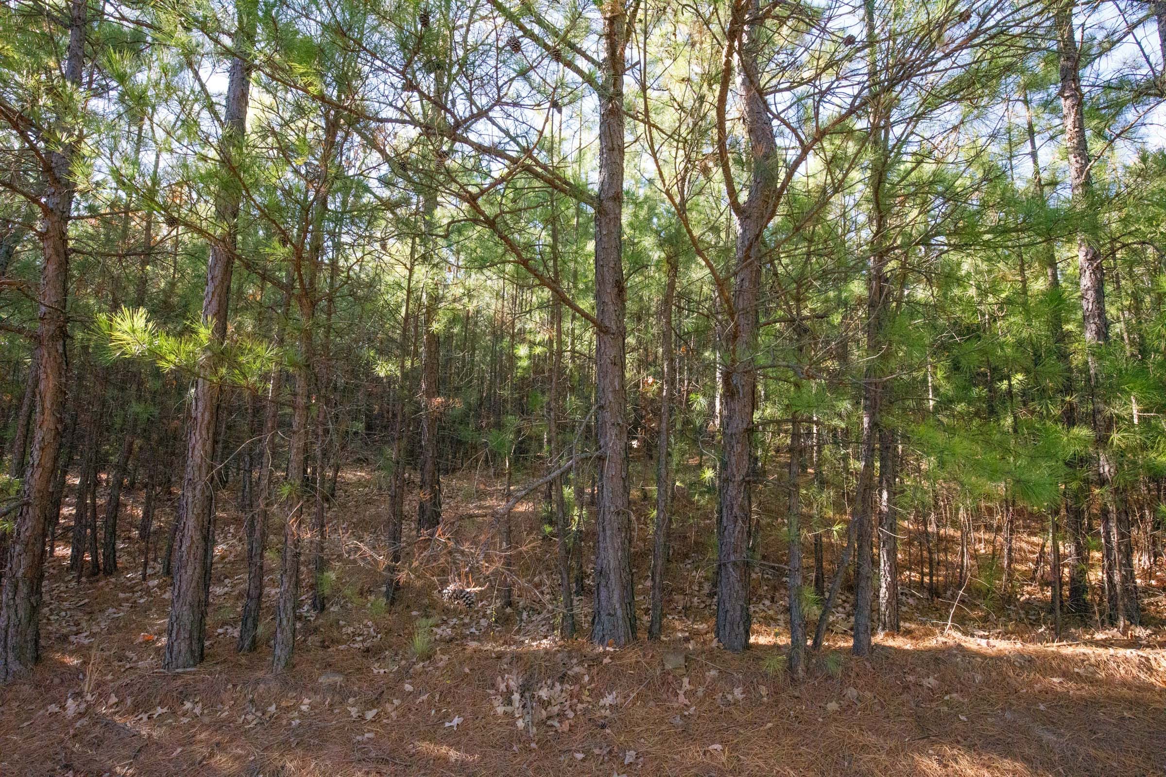 Stone Bridge Phase II Tract 80 photo 6