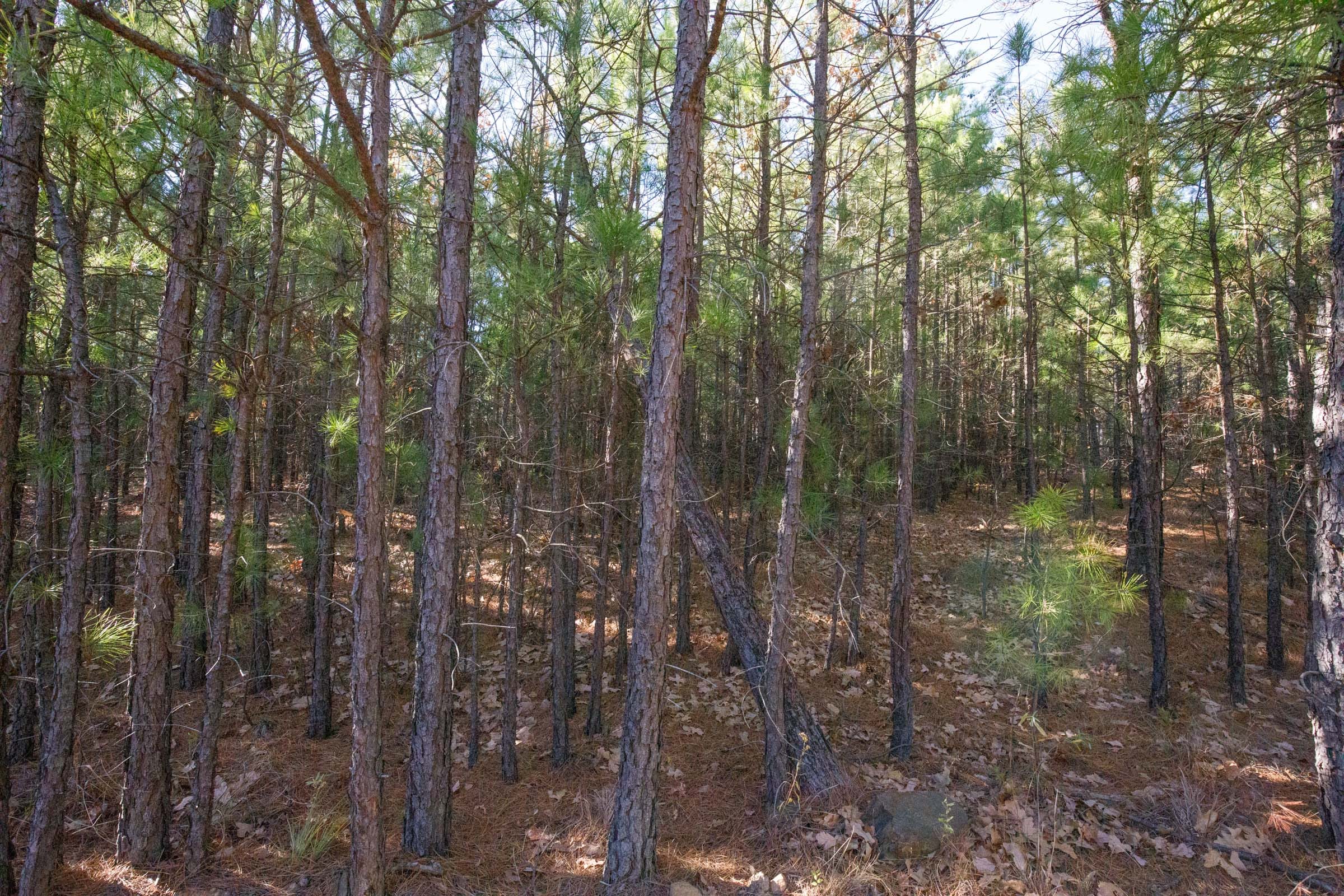 Stone Bridge Phase II Tract 80 photo 7