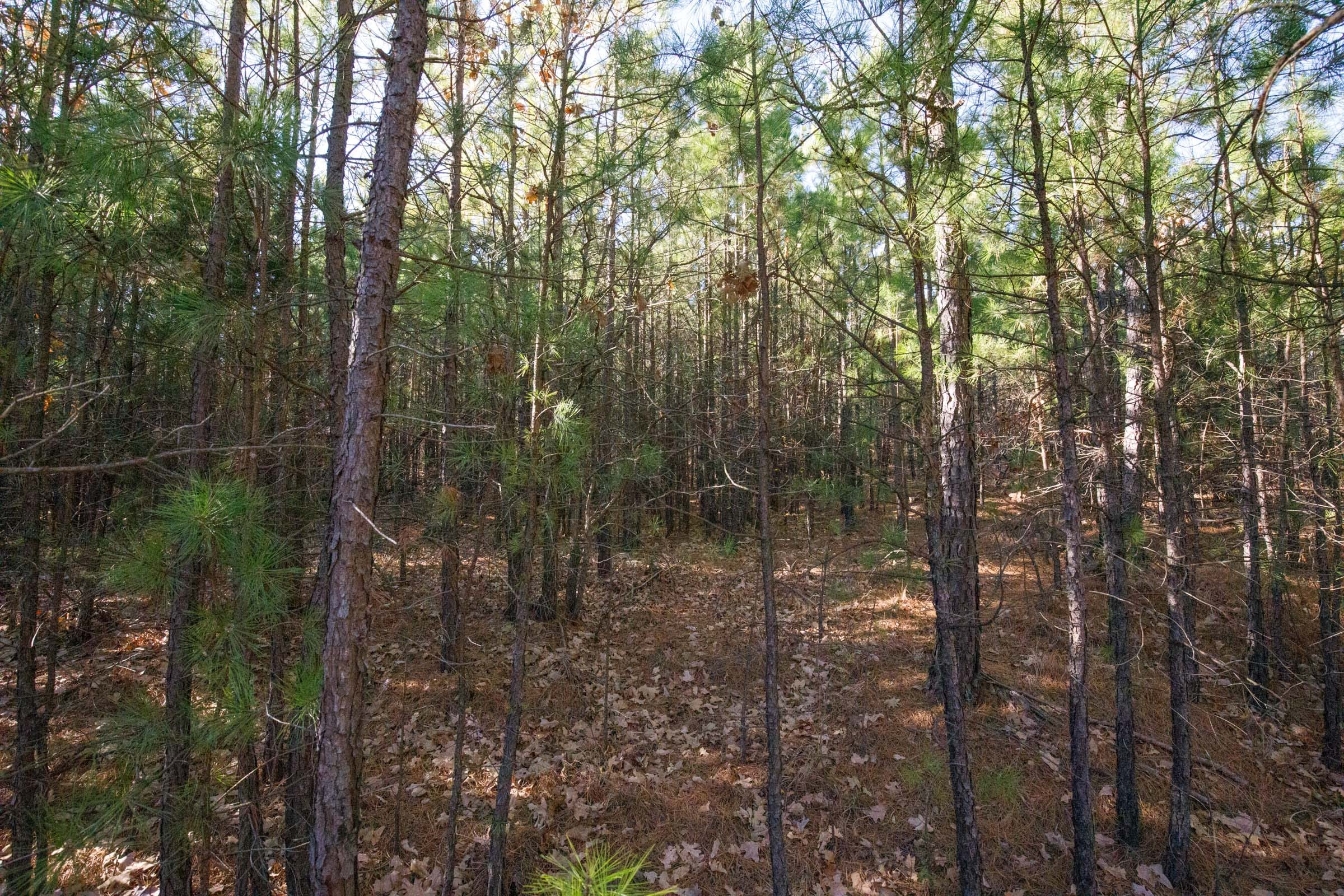 Stone Bridge Phase II Tract 80 photo 8