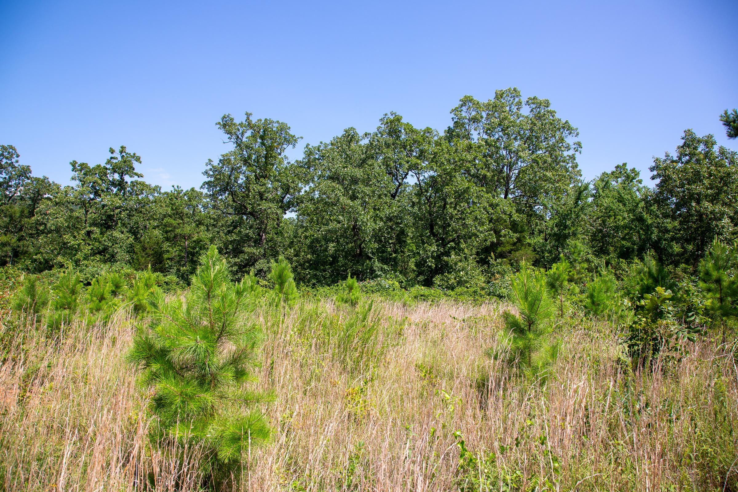 Tyler Stone Ranch Tract 69 photo 16