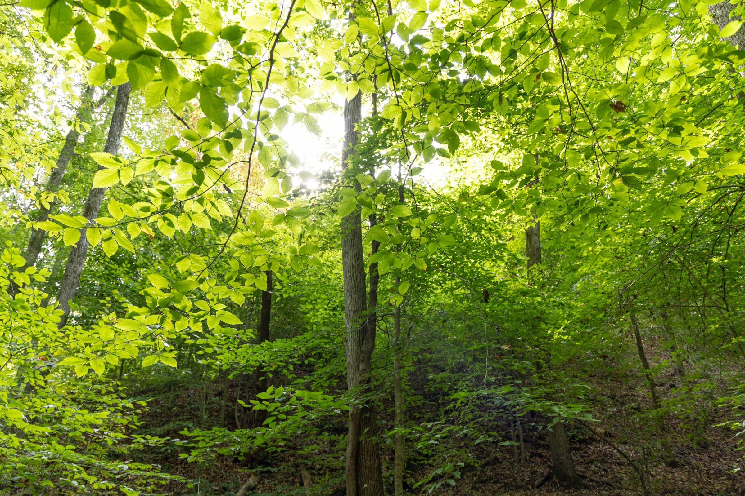Big White Oak Tract 148 photo 14
