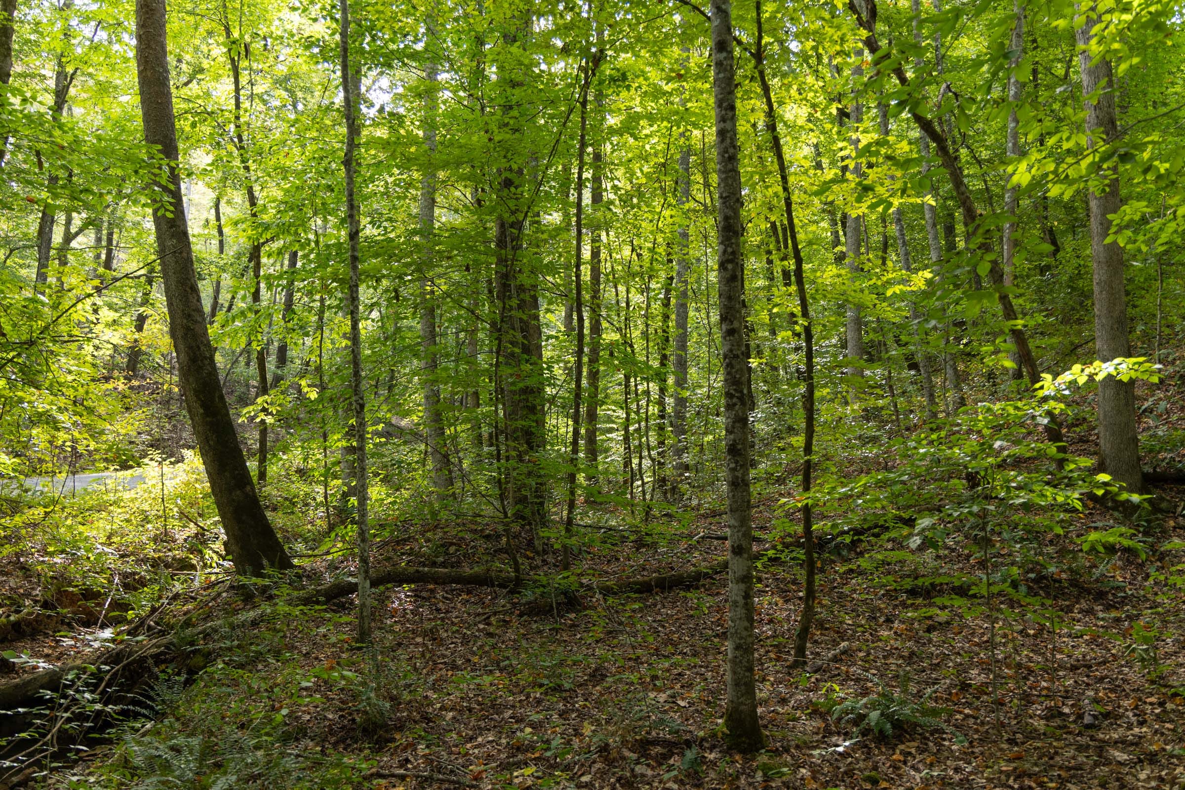 Big White Oak Tract 148 photo 13