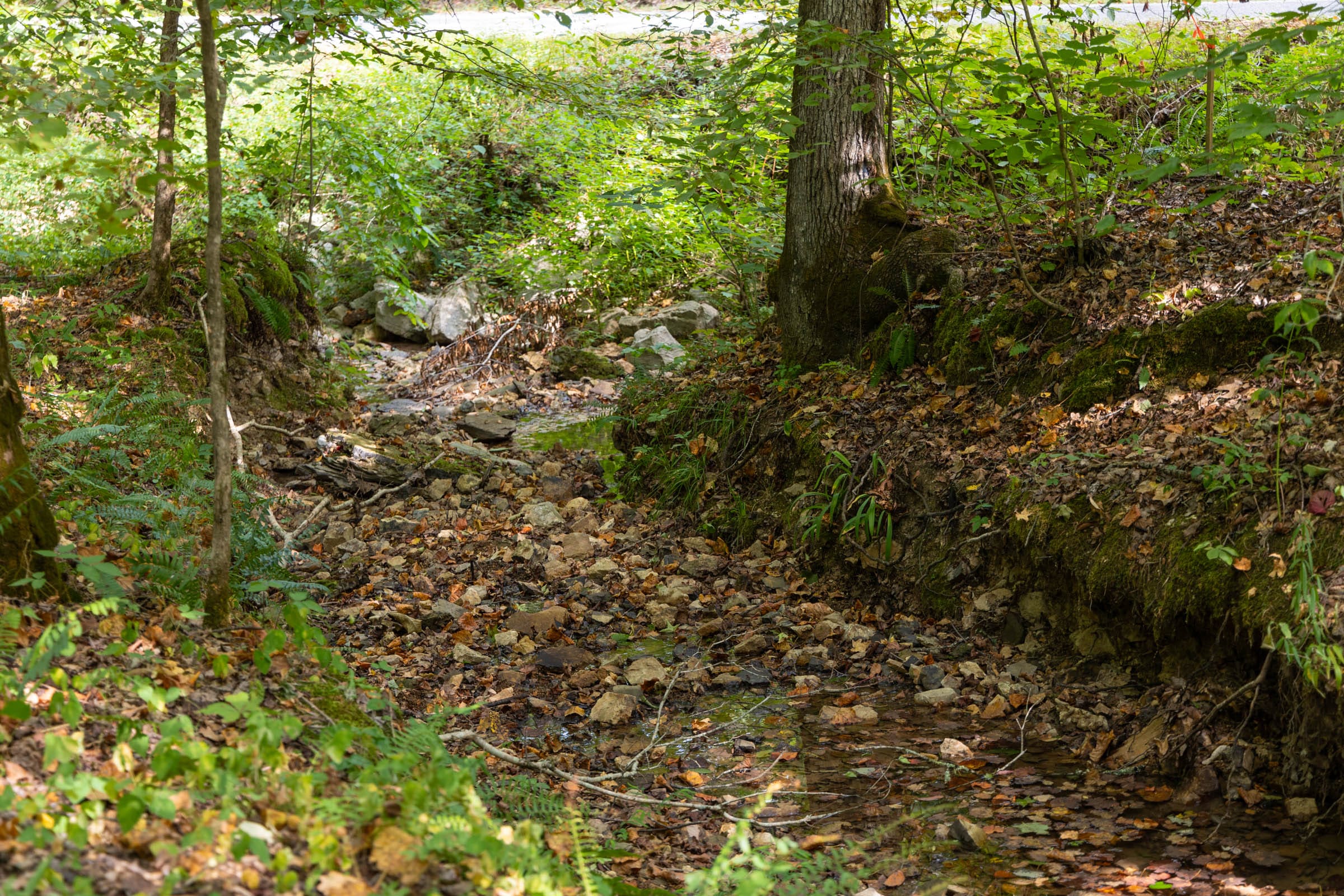 Big White Oak Tract 148 photo 12