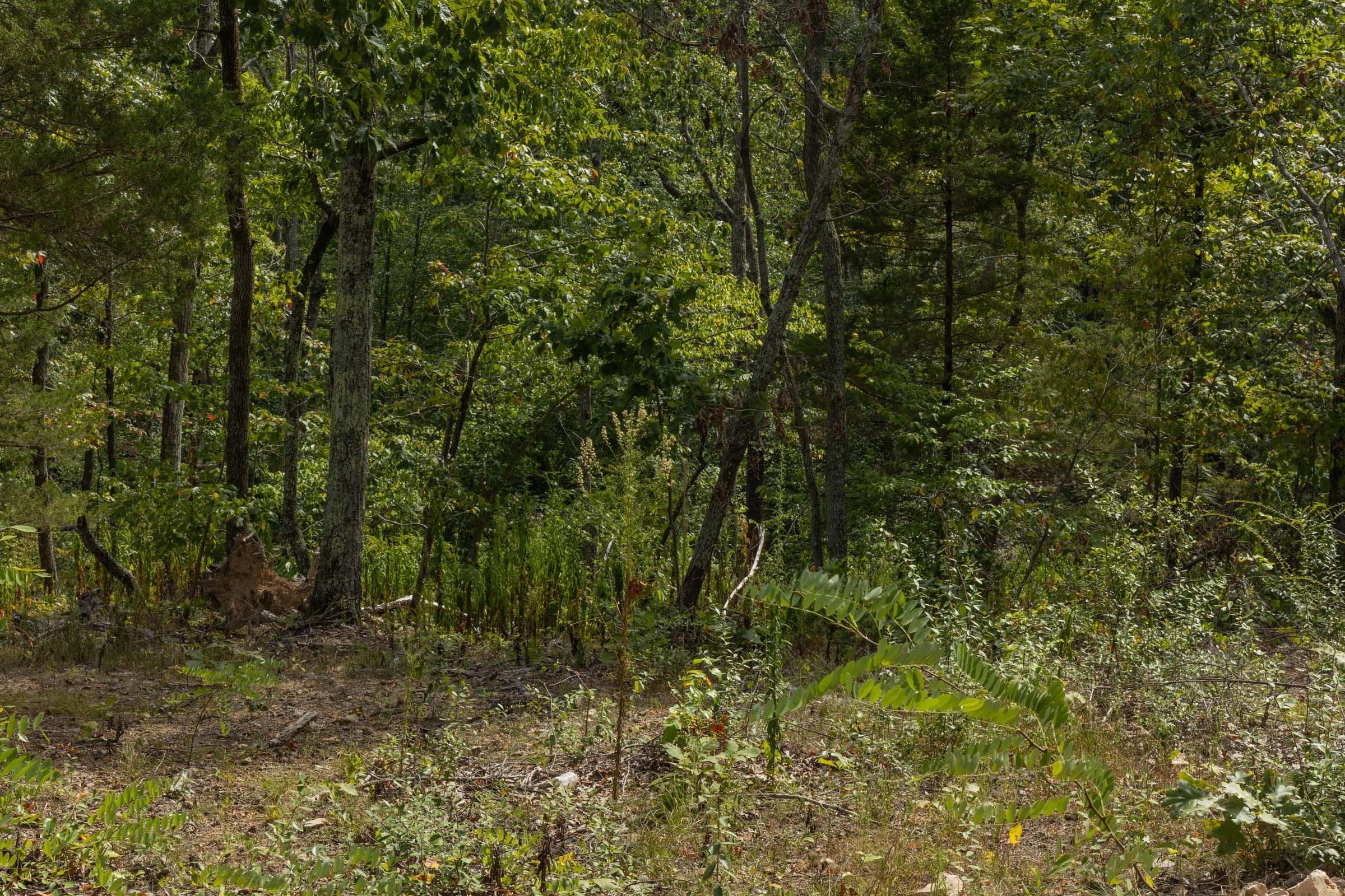 Big White Oak Tract 73 photo 9
