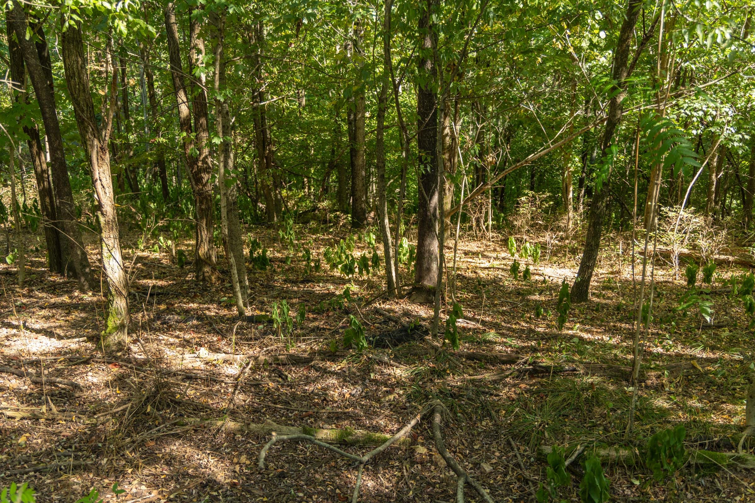 Big White Oak Tract 148 photo 10