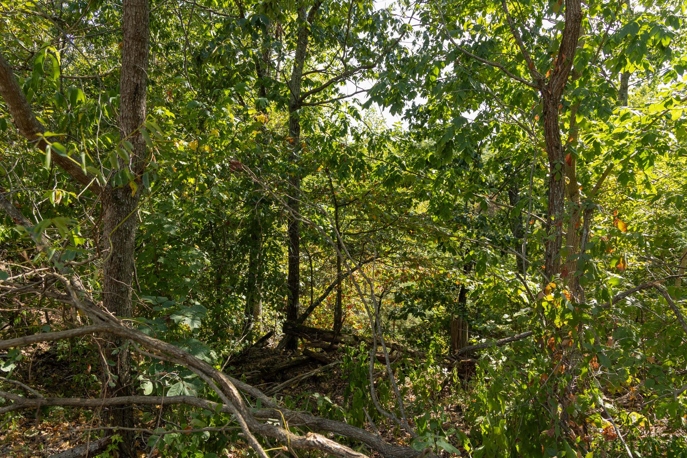 Big White Oak Tract 148 photo 9
