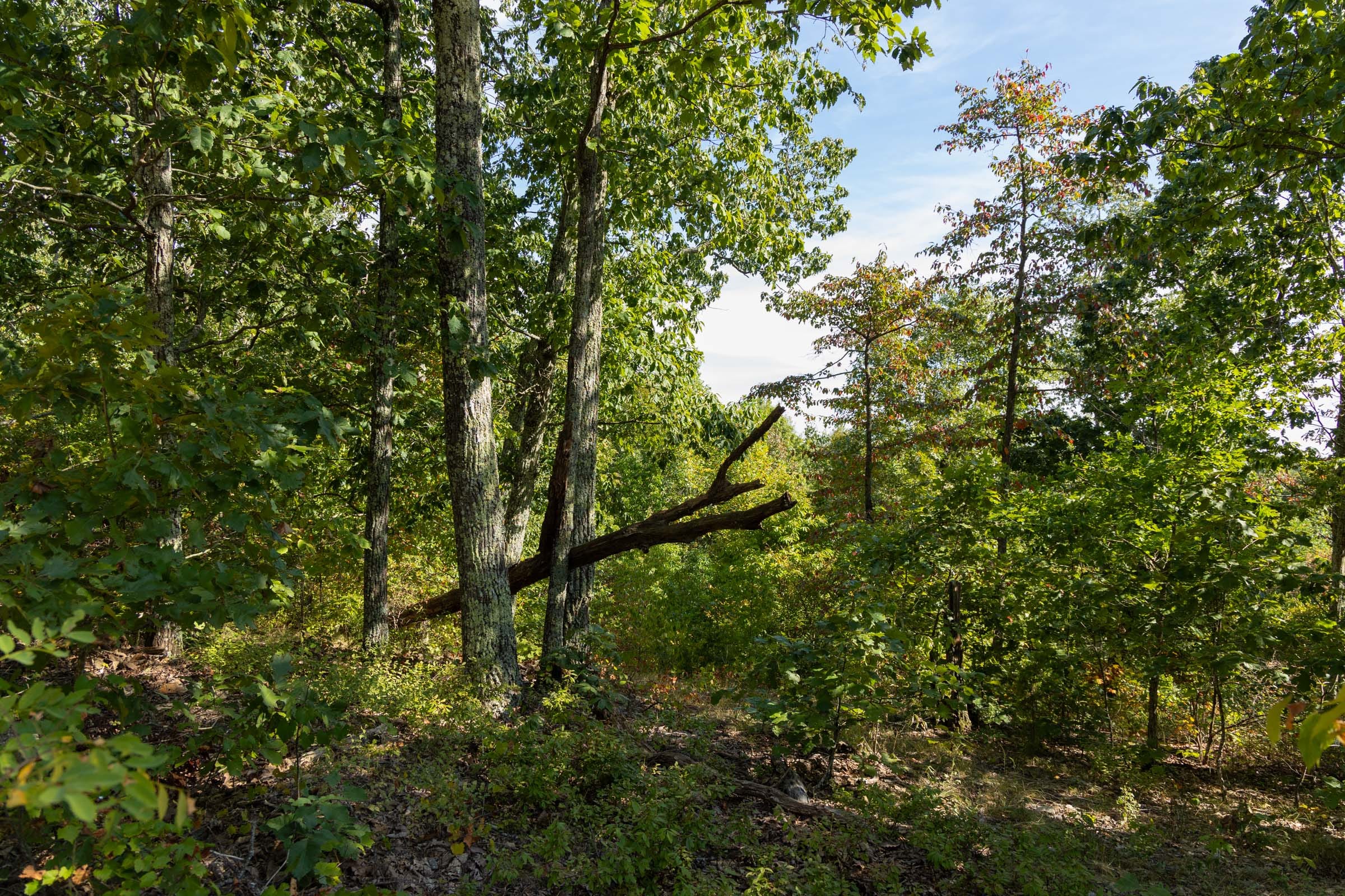 Big White Oak Tract 148 photo 8