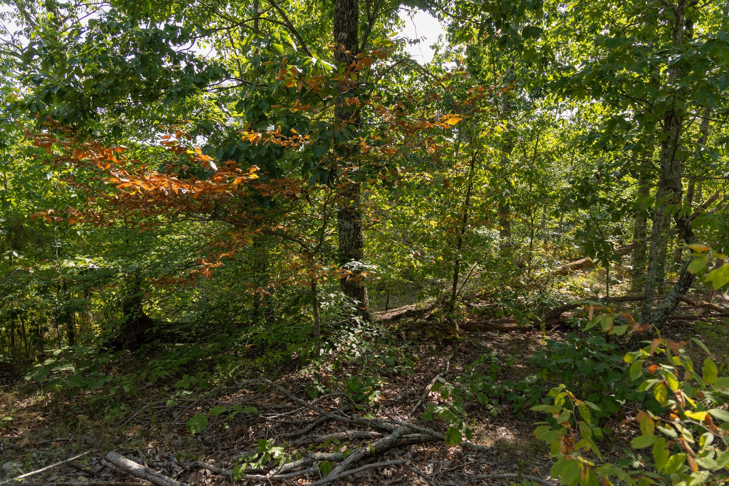 Big White Oak Tract 148 photo 7