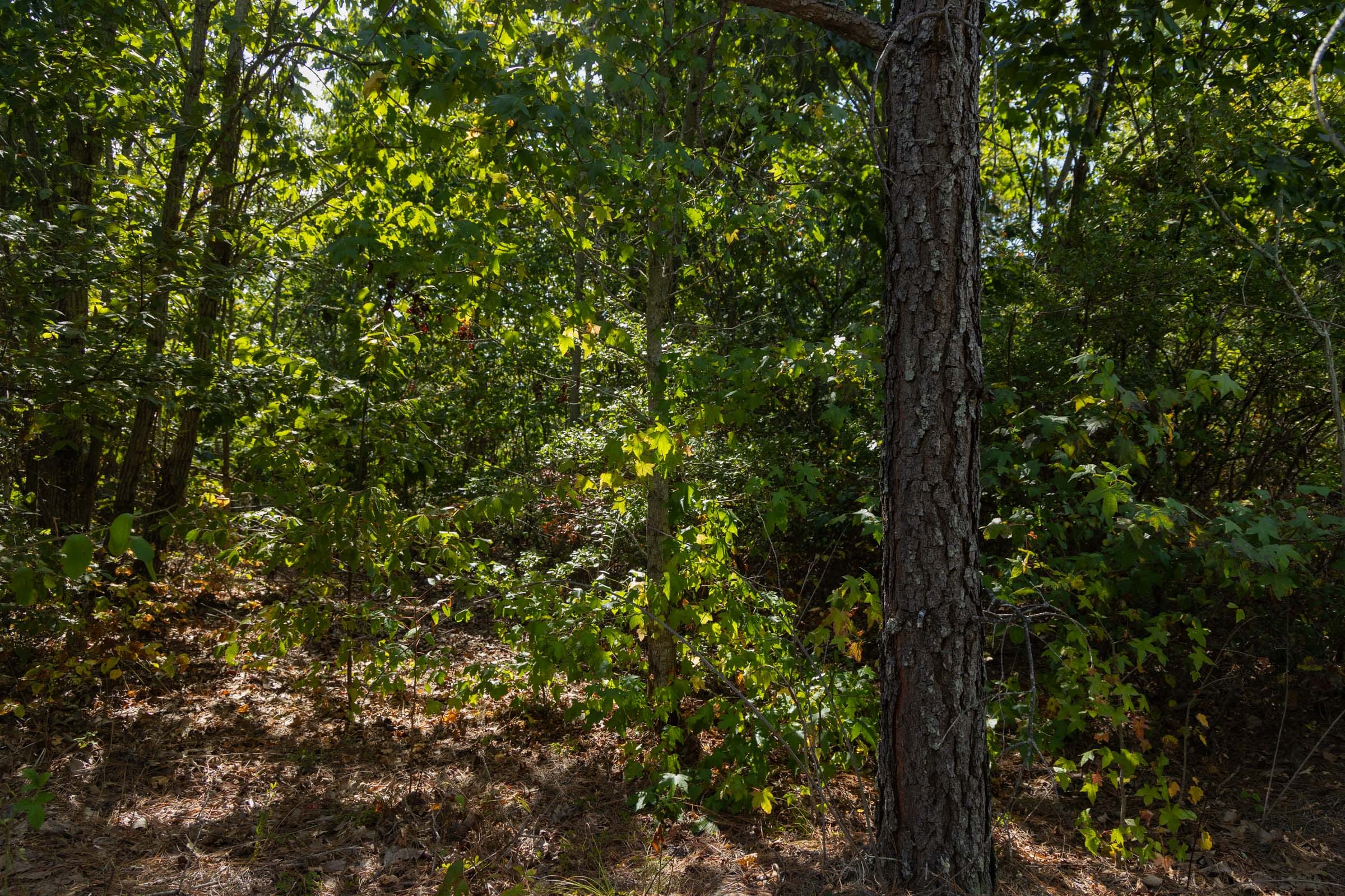 Big White Oak Tract 148 photo 6