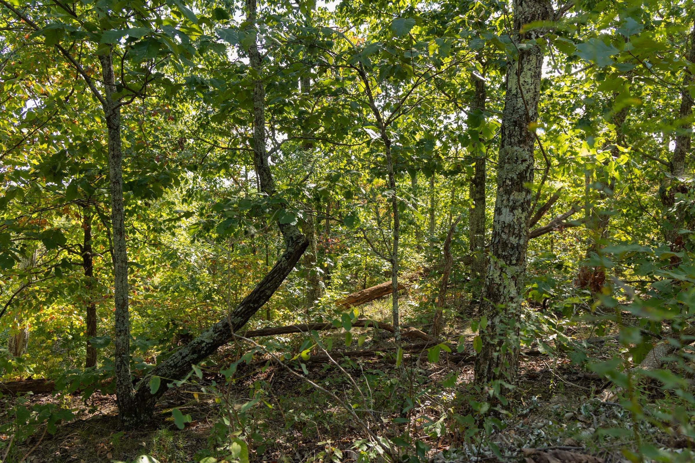 Big White Oak Tract 148 photo 4