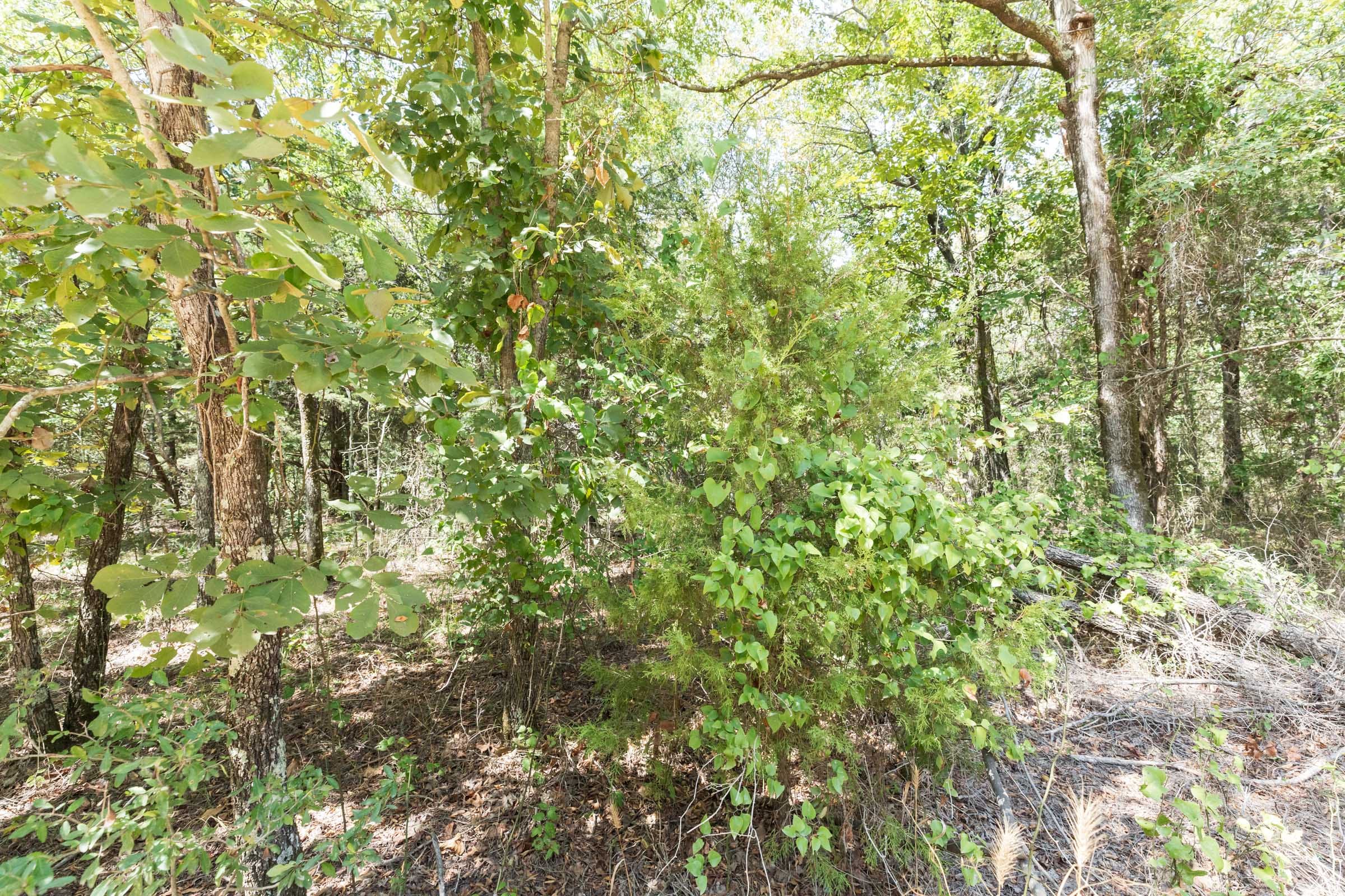 Stone Bridge Phase V Tract 372 photo 13