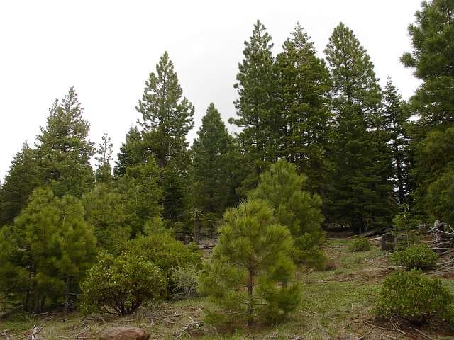 California Pines Tract 4 photo 6