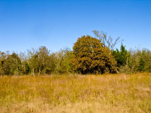 Saddlebrook Ranch Tract 19 photo 4