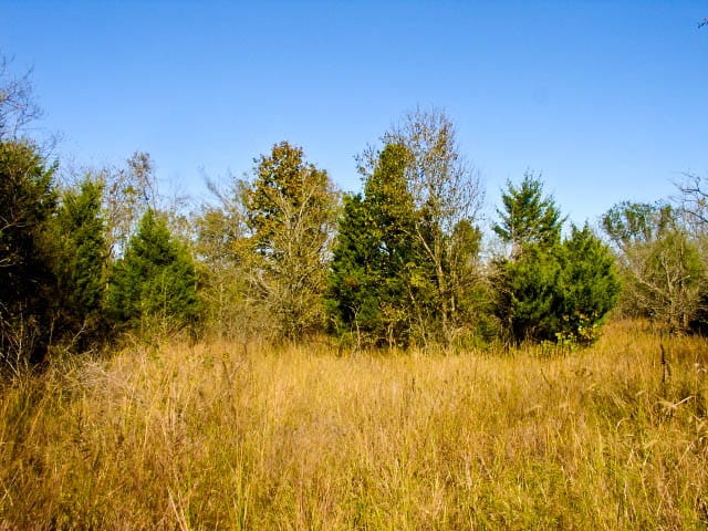 Saddlebrook Ranch Tract 19 photo 7