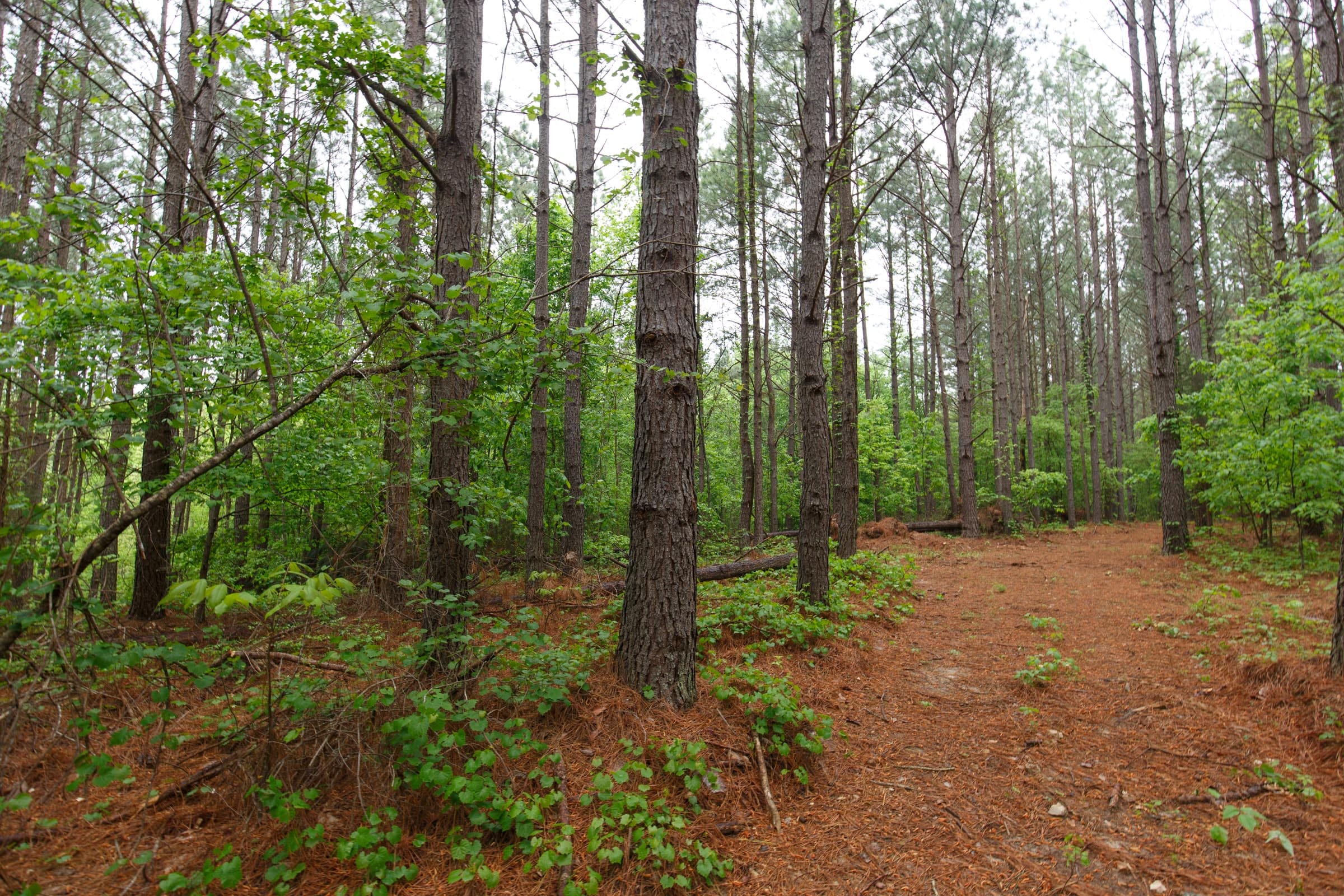 Red Barn Ranch Tract 25 photo 1
