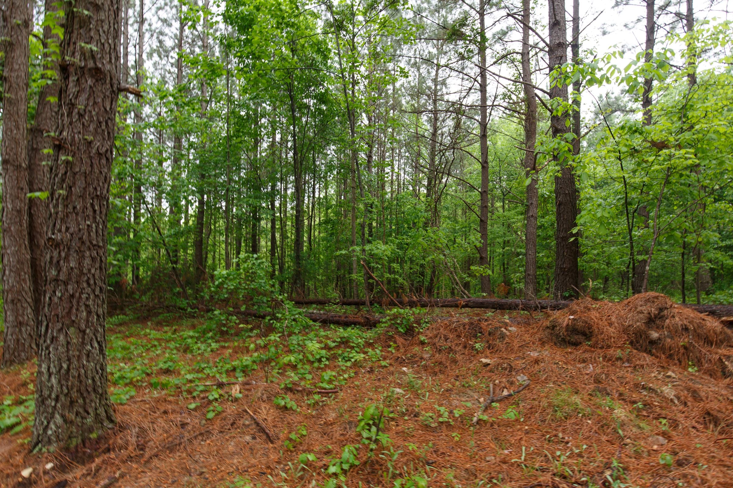 Red Barn Ranch Tract 25 photo 2