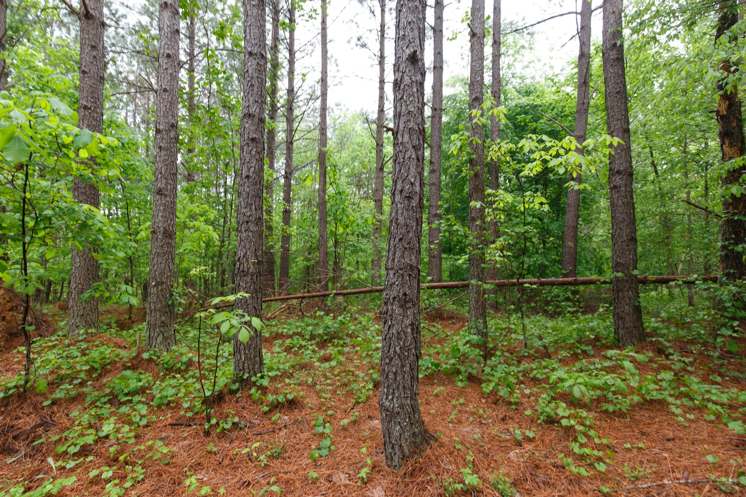 Red Barn Ranch Tract 25 photo 3