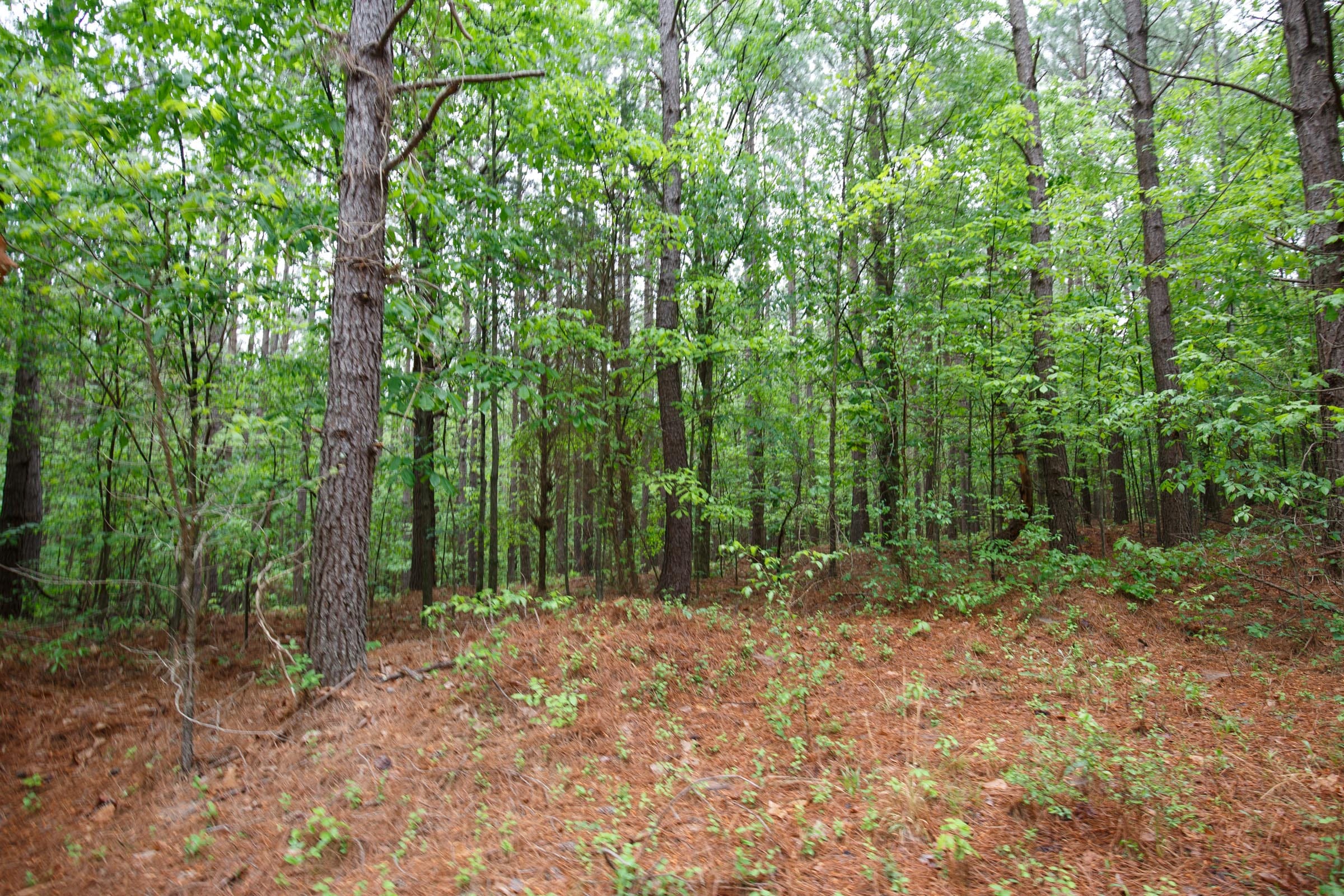Red Barn Ranch Tract 25 photo 5