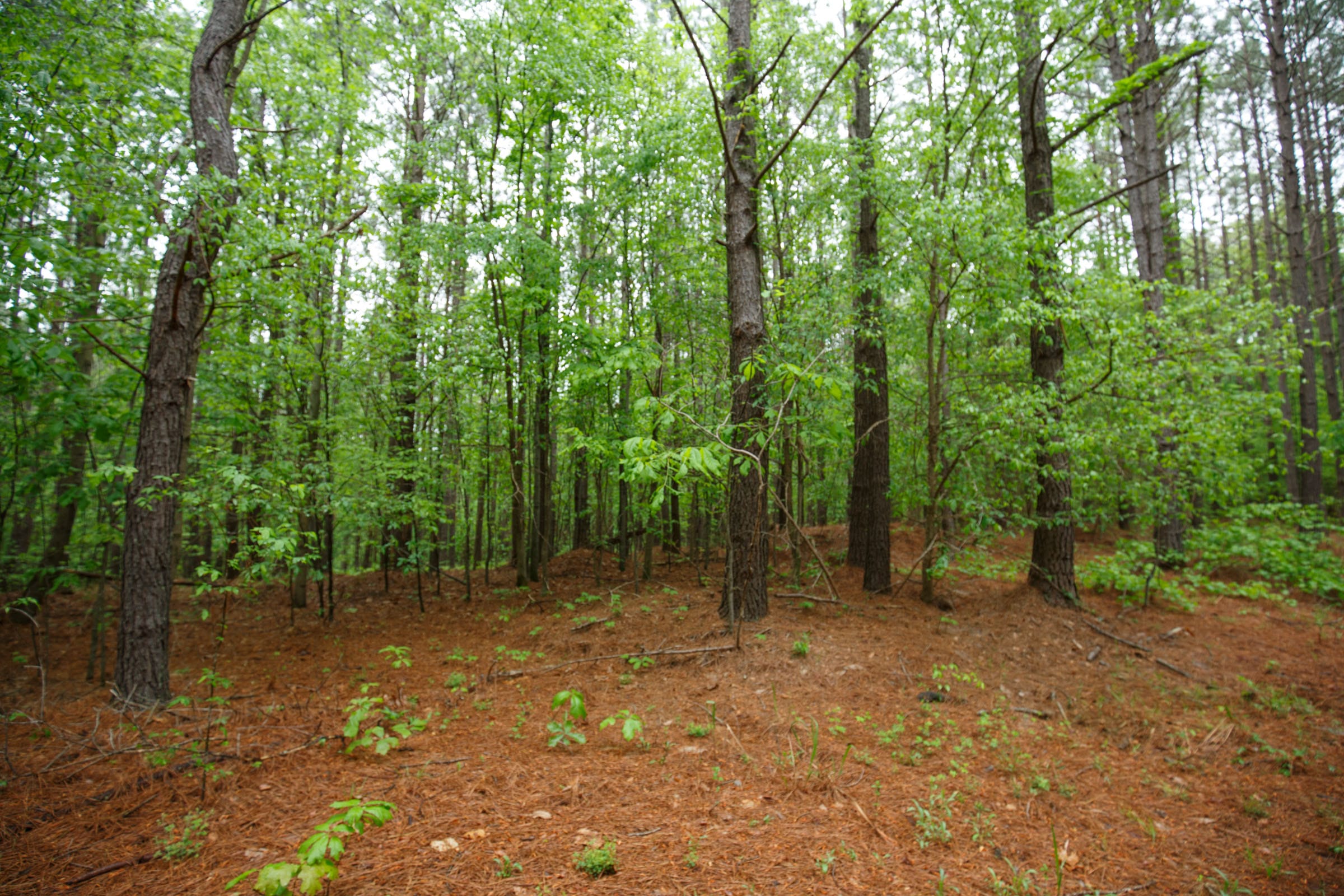 Red Barn Ranch Tract 25 photo 6