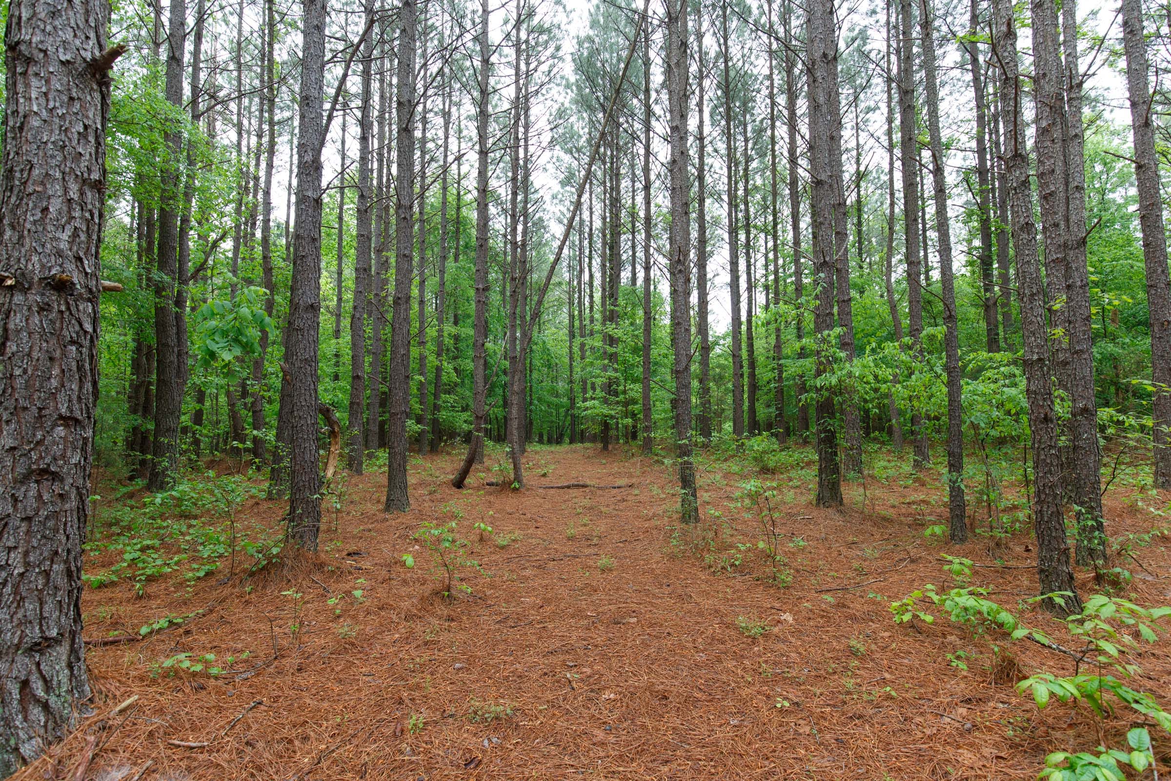 Red Barn Ranch Tract 25 photo 7