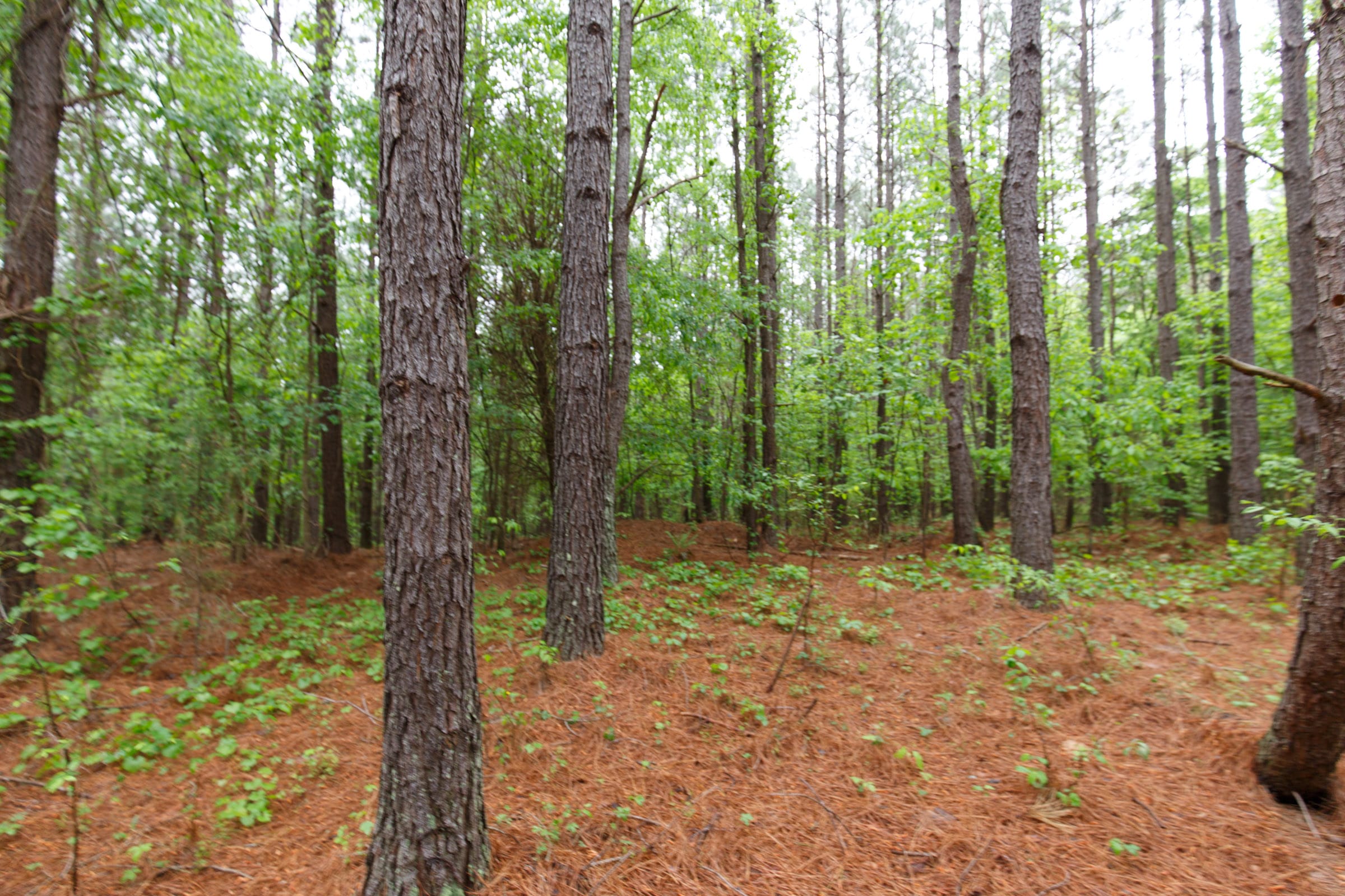 Red Barn Ranch Tract 25 photo 8