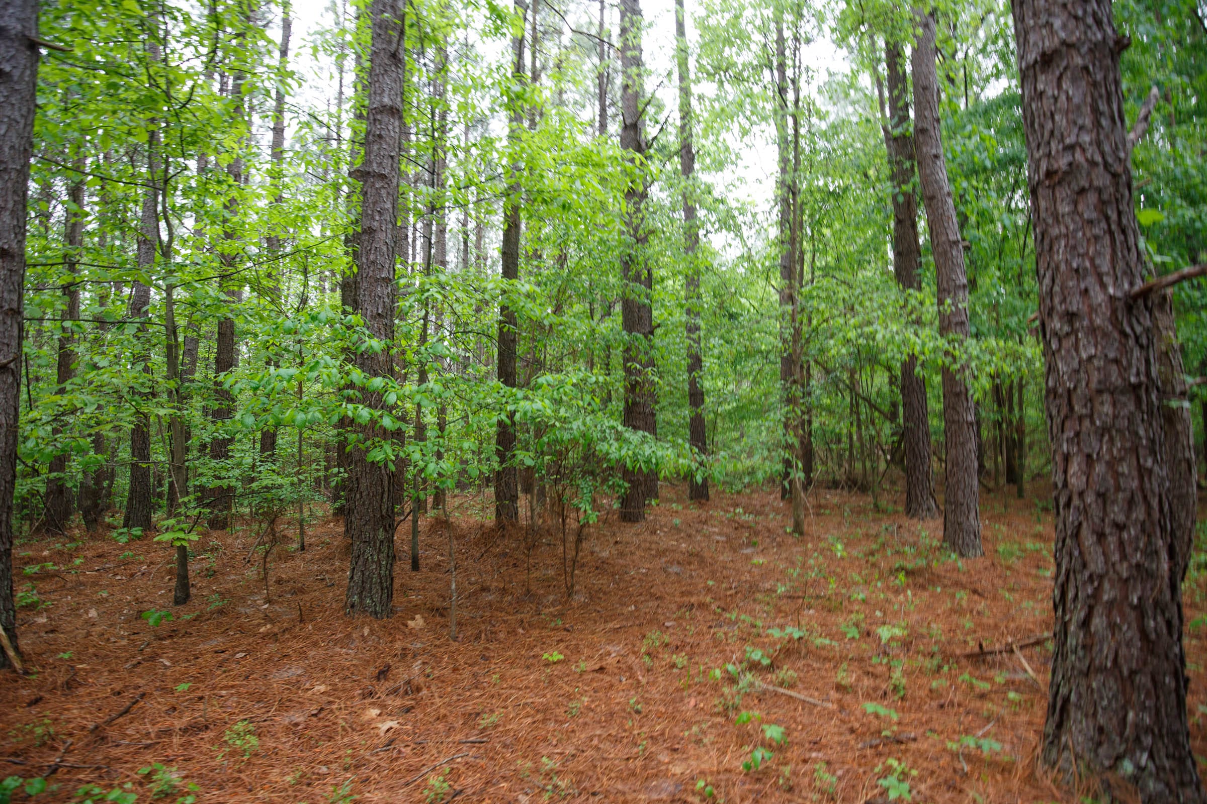 Red Barn Ranch Tract 25 photo 9