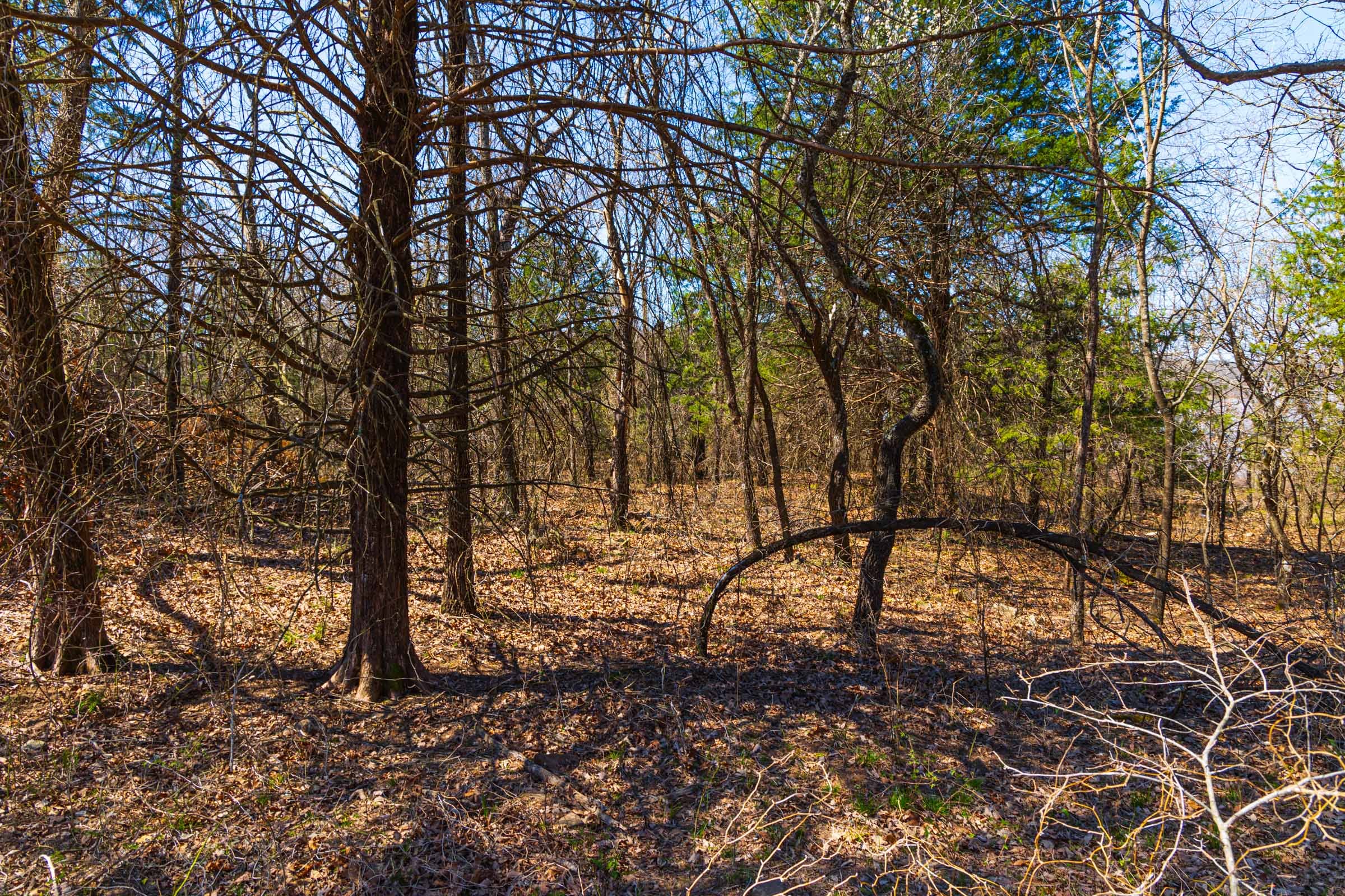 Reserves At Cattail Cove Phase I Tract 11 photo 6
