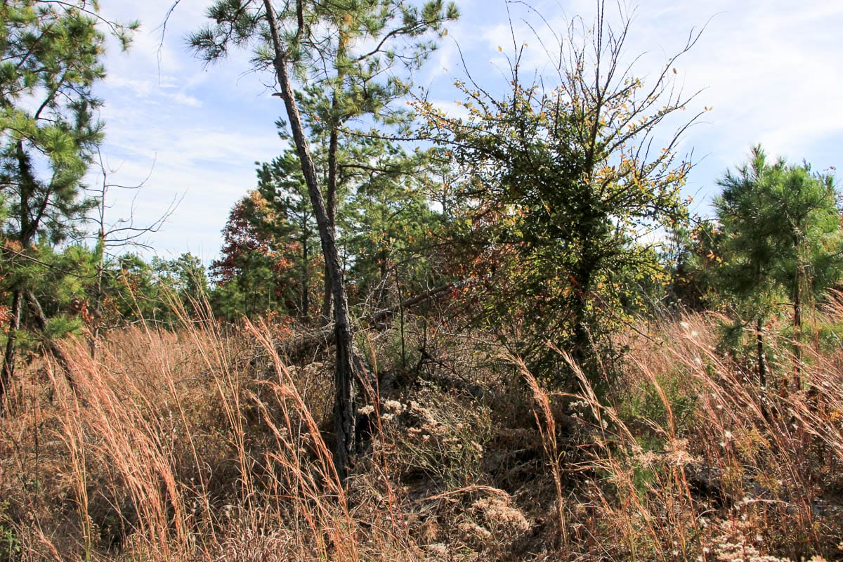 Stone Creek Phase III Tract 51 photo 3
