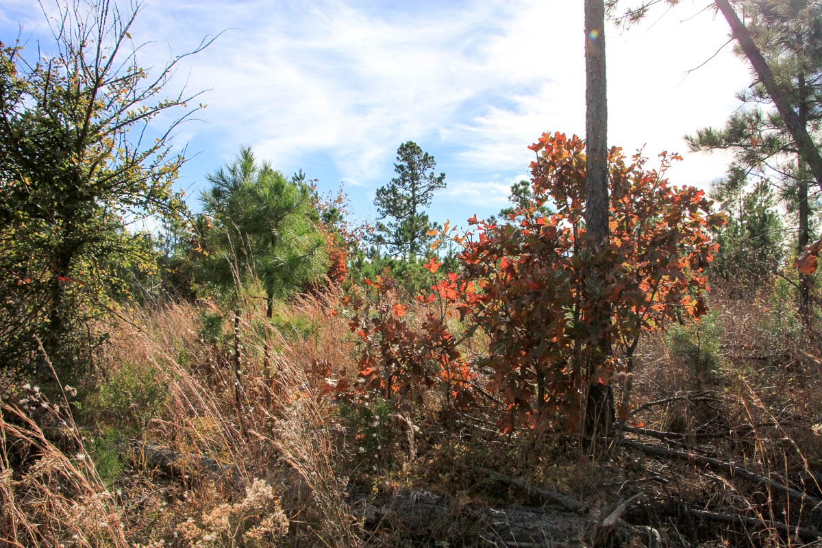 Stone Creek Phase III Tract 51 photo 4