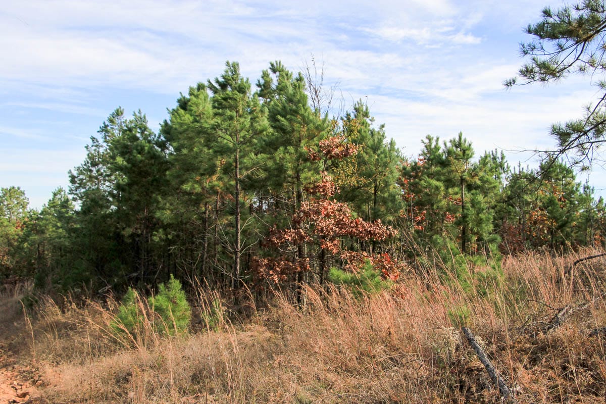 Stone Creek Phase III Tract 51 photo 6