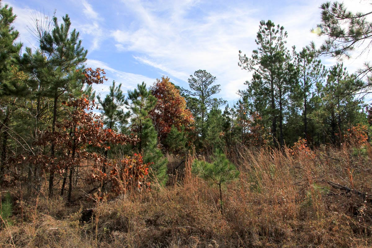 Stone Creek Phase III Tract 51 photo 8