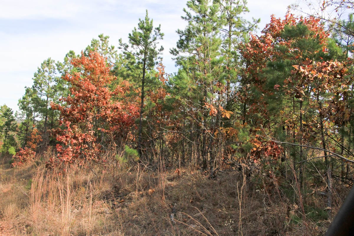 Stone Creek Phase III Tract 51 photo 9