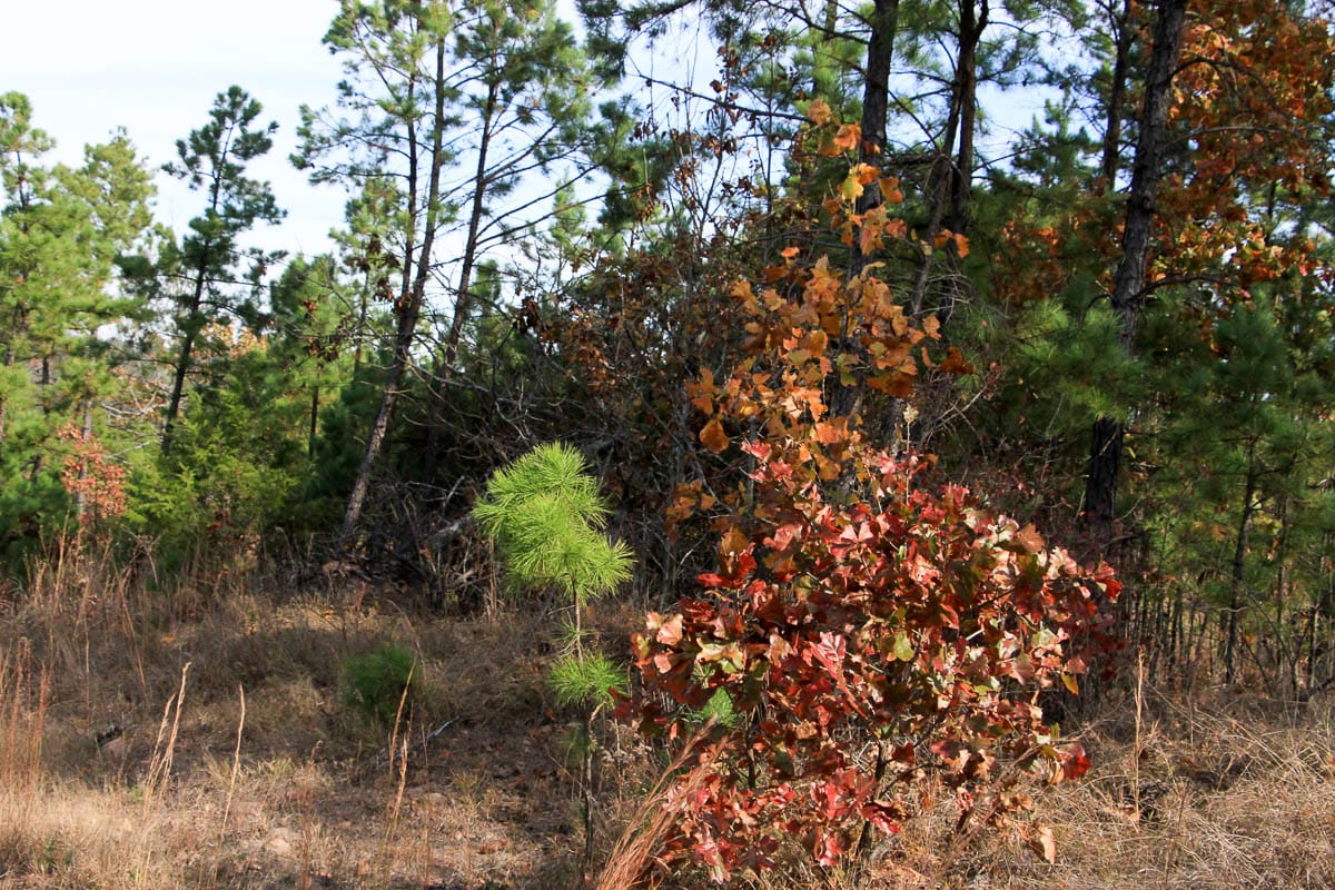 Stone Creek Phase III Tract 51 photo 10