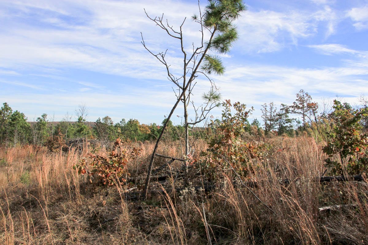 Stone Creek Phase III Tract 51 photo 12
