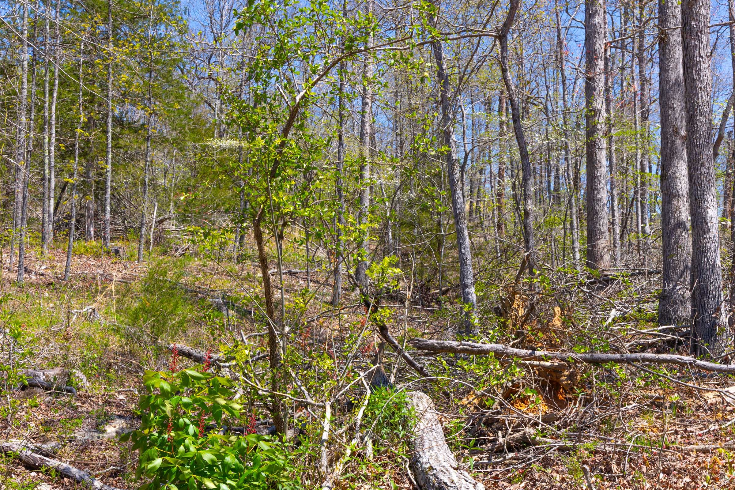 Lazybrook Tract 6 photo 8