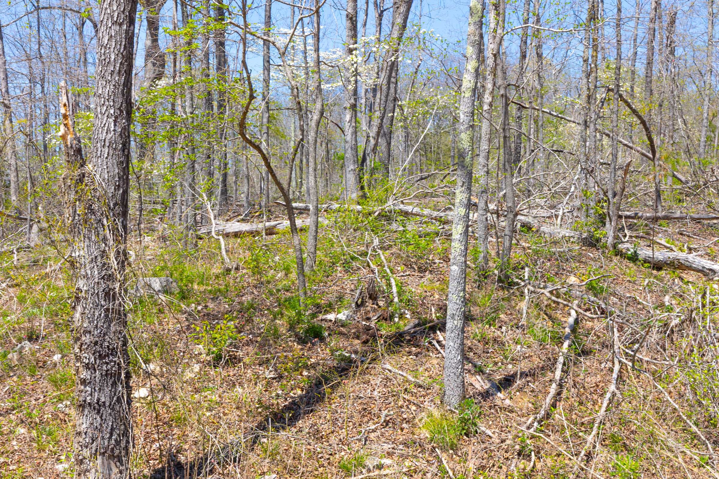 Lazybrook Tract 6 photo 6