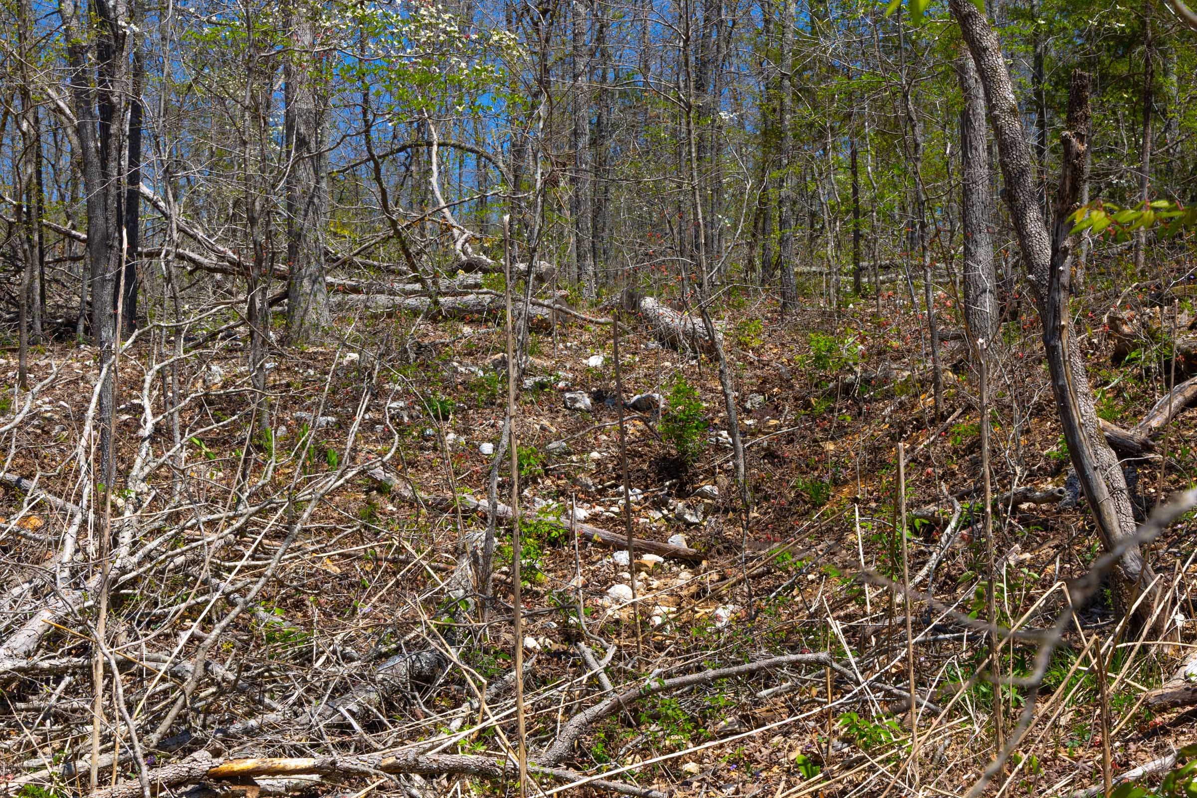 Lazybrook Tract 6 photo 7