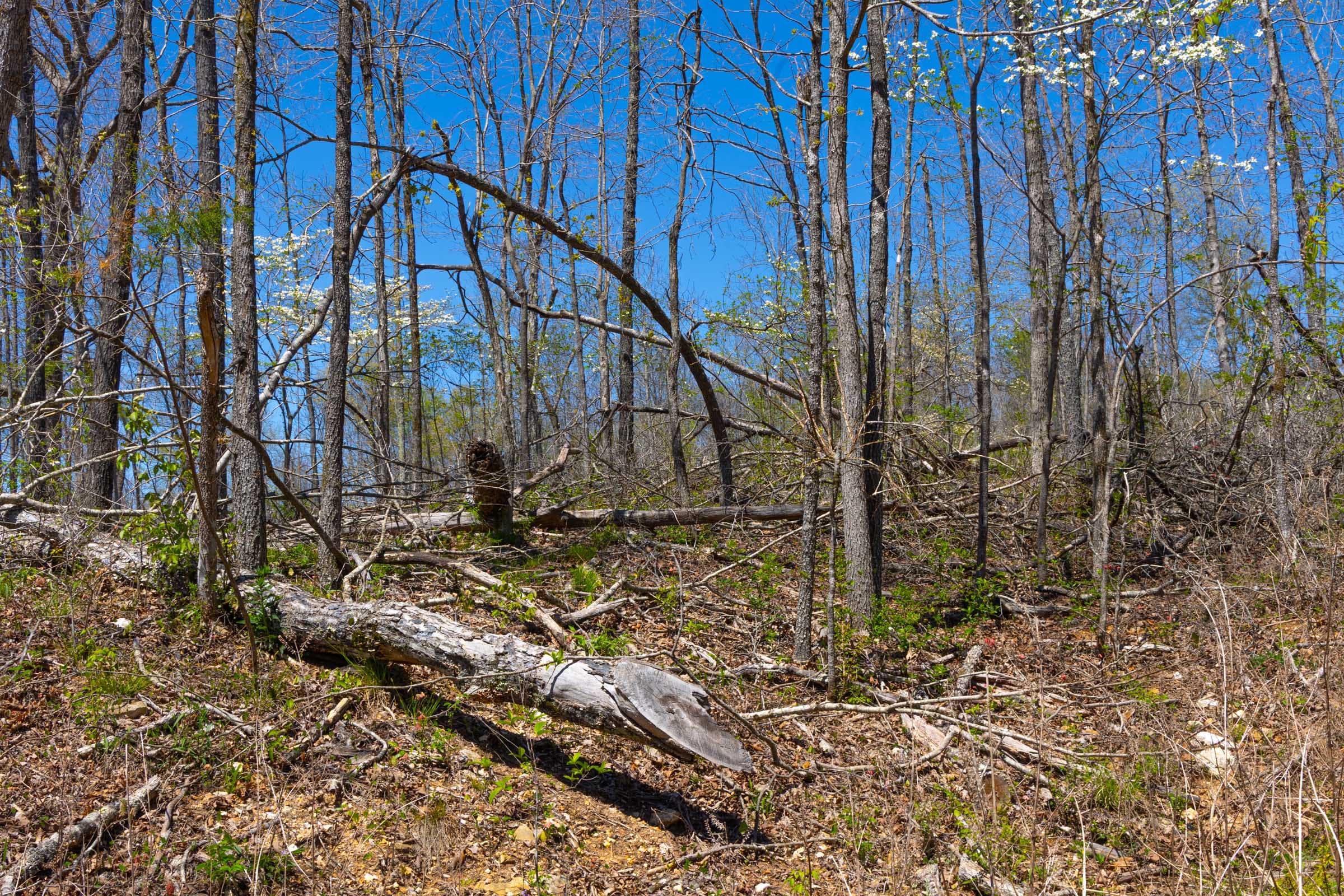 Lazybrook Tract 6 photo 2