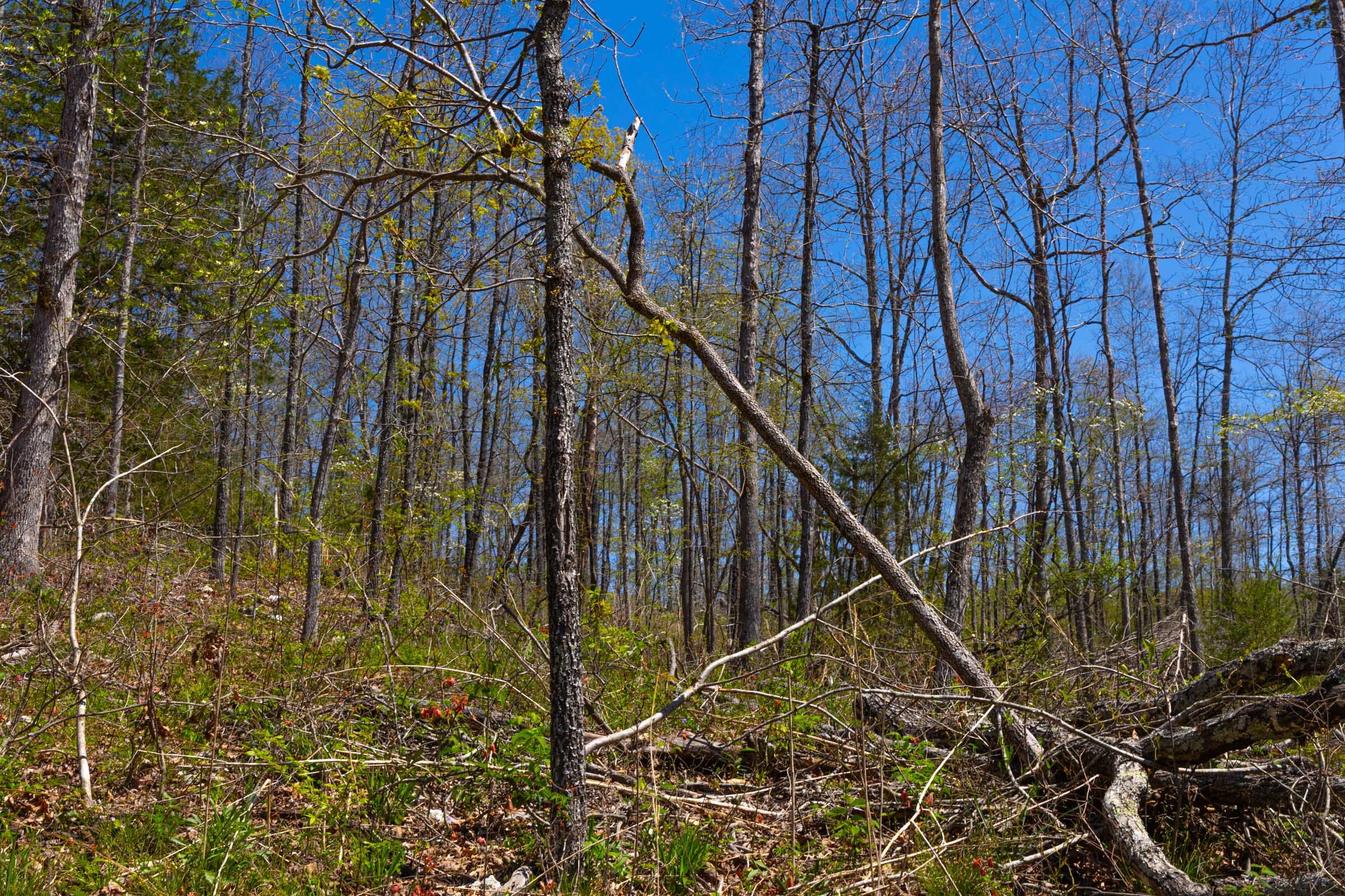 Lazybrook Tract 6 photo 5