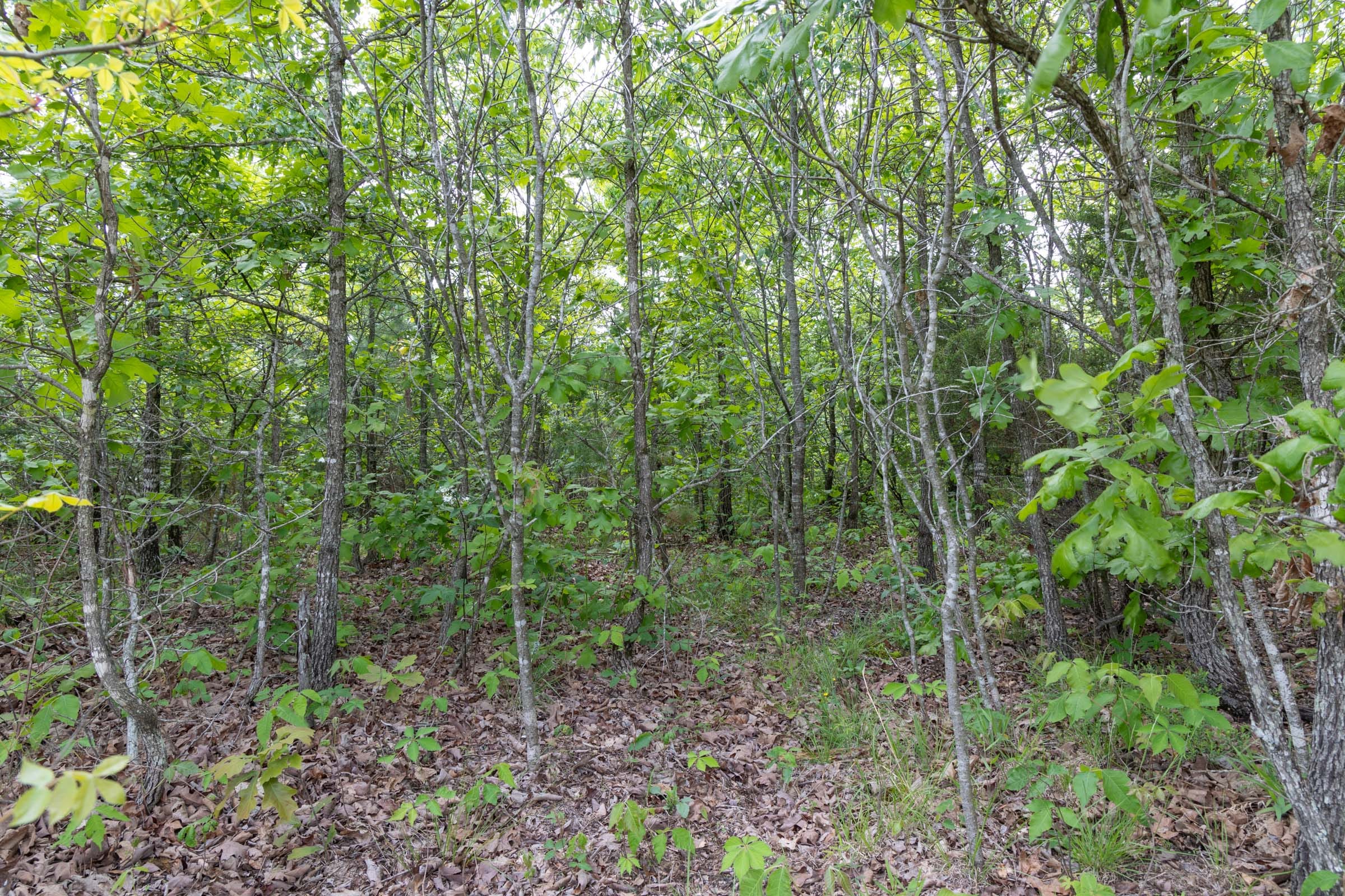 Sleepy Hollow Phase II Tract 97 photo 15