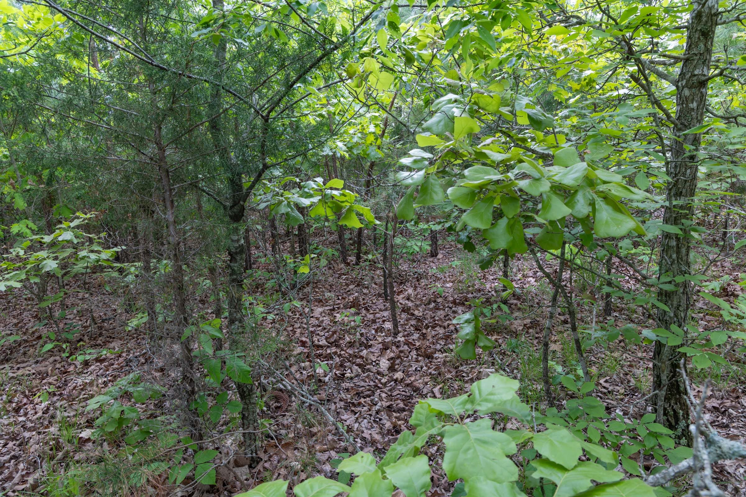 Sleepy Hollow Phase II Tract 97 photo 13