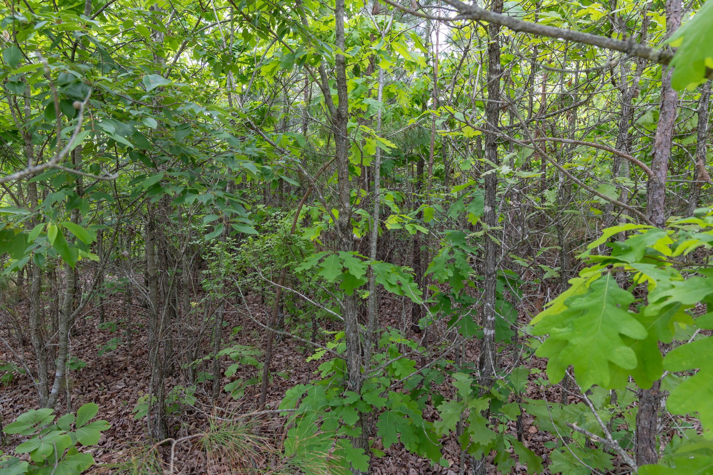 Sleepy Hollow Phase II Tract 97 photo 11