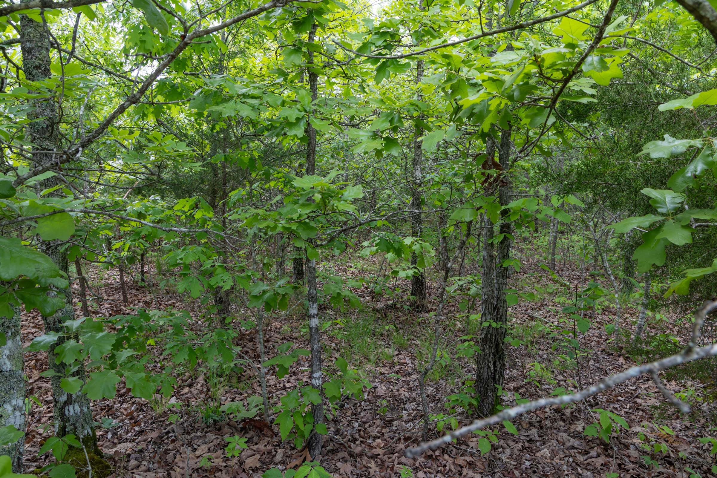Sleepy Hollow Phase II Tract 97 photo 9